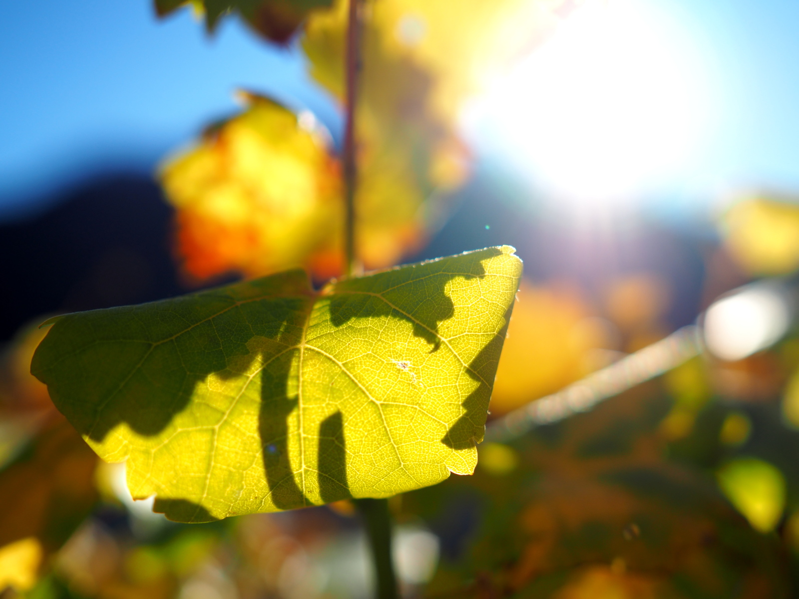contrasting grape variety