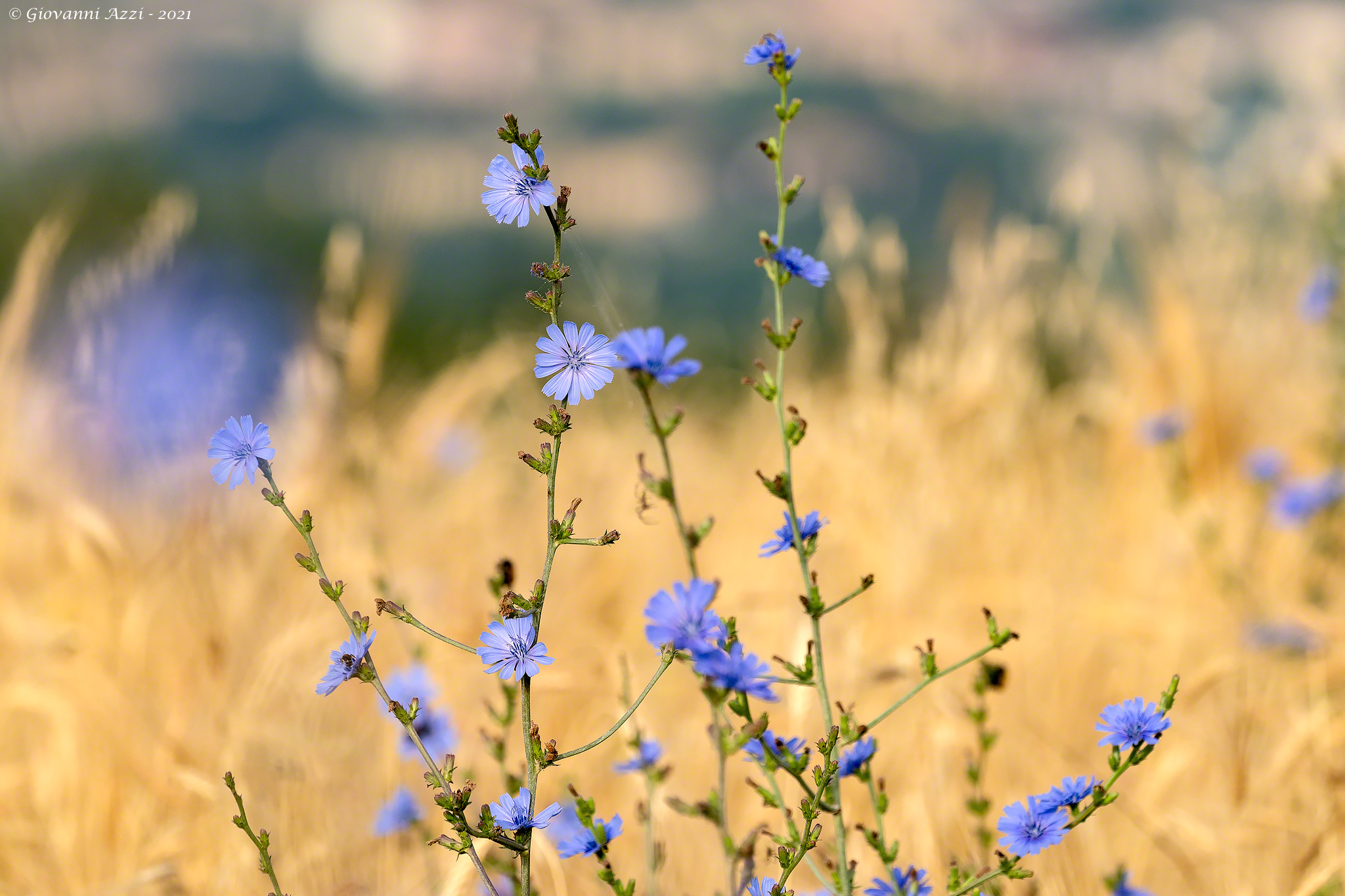 Summer flowers in Val D'Orcia