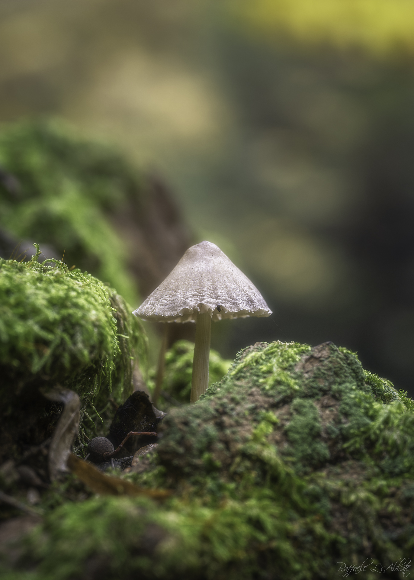 Fungo nel Bosco