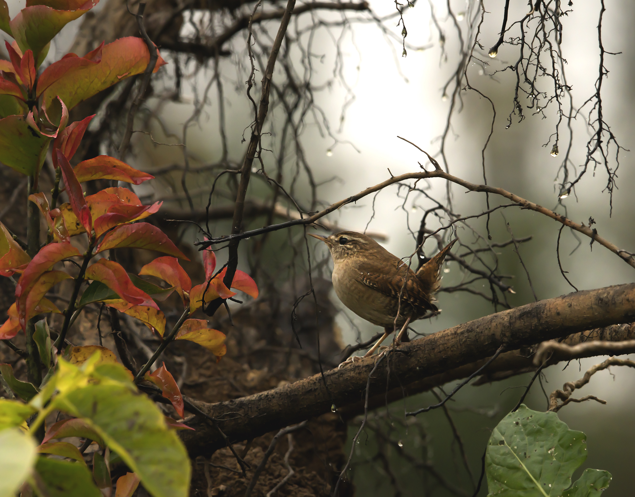 protagonist of winter