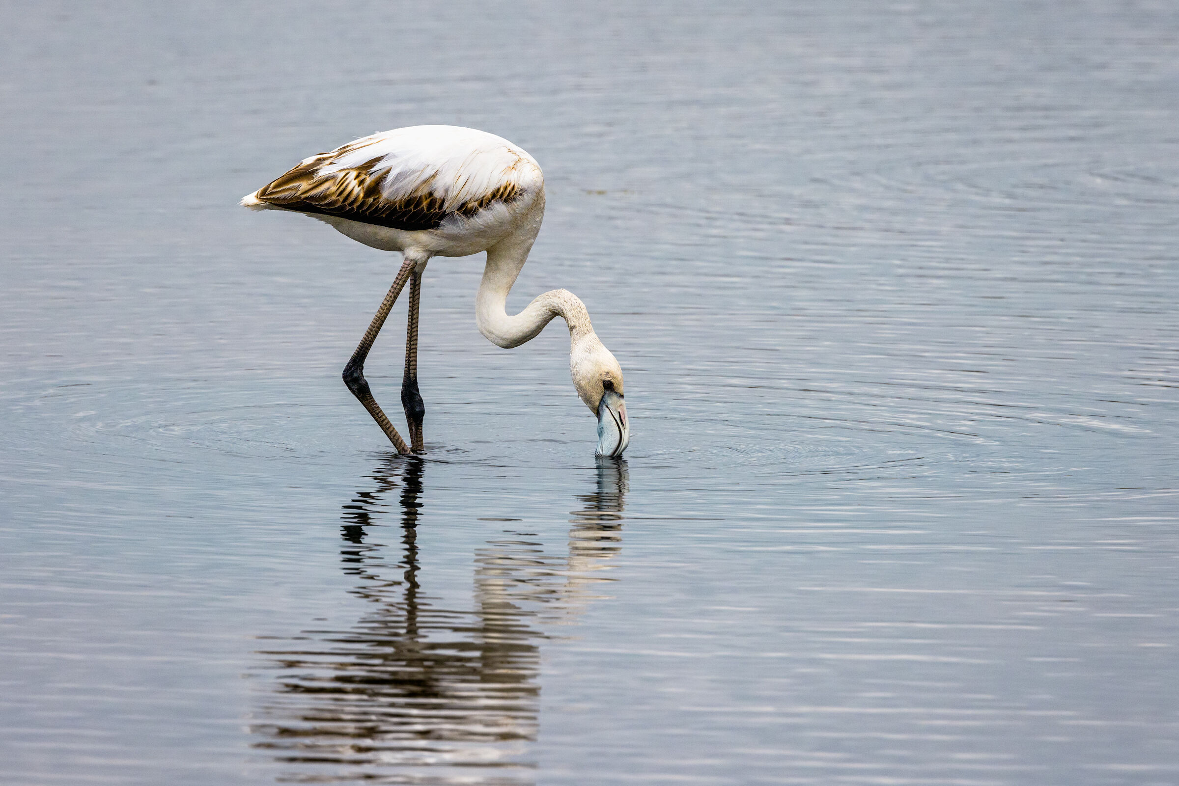 Pink flamingo