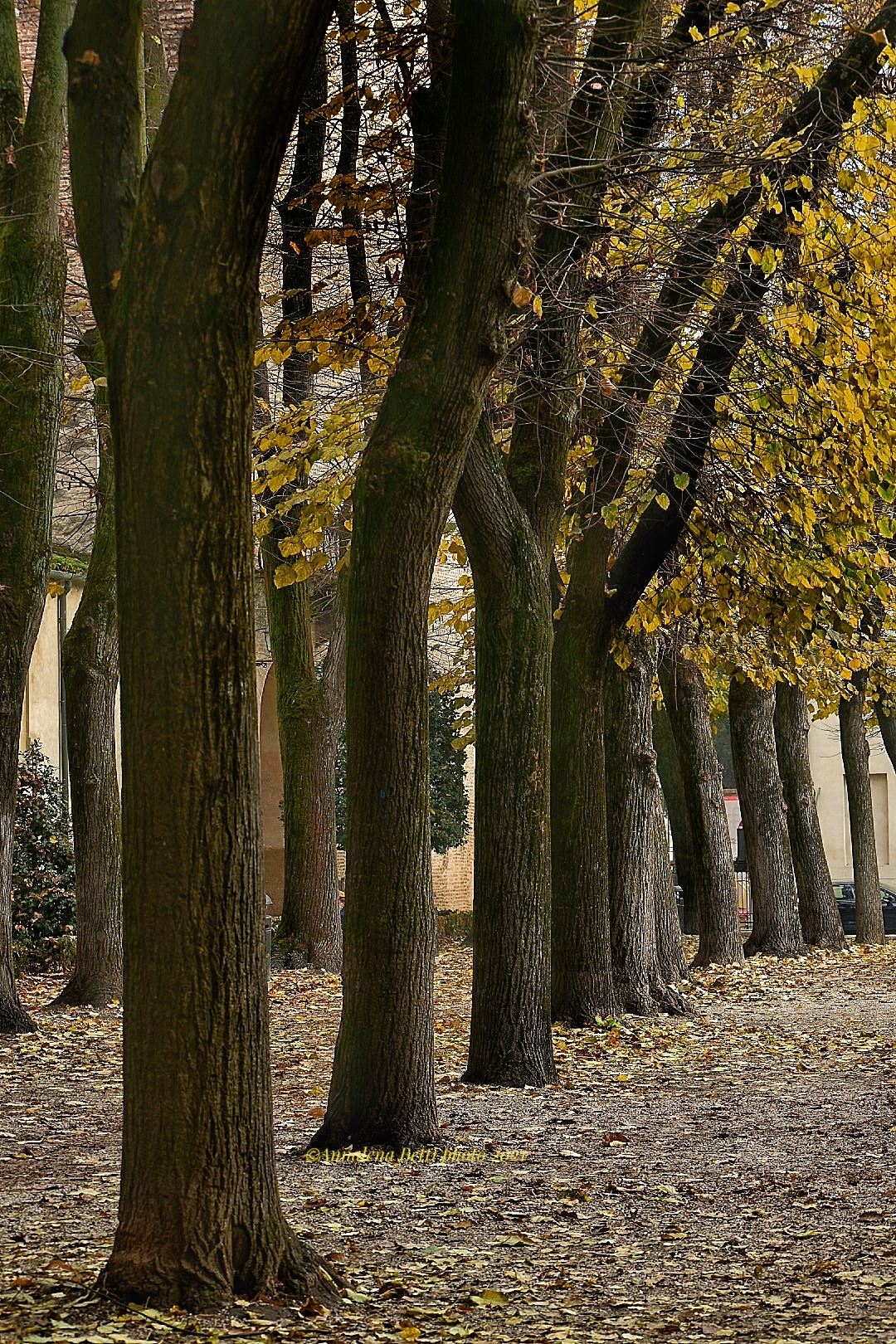 Trees and late autumn