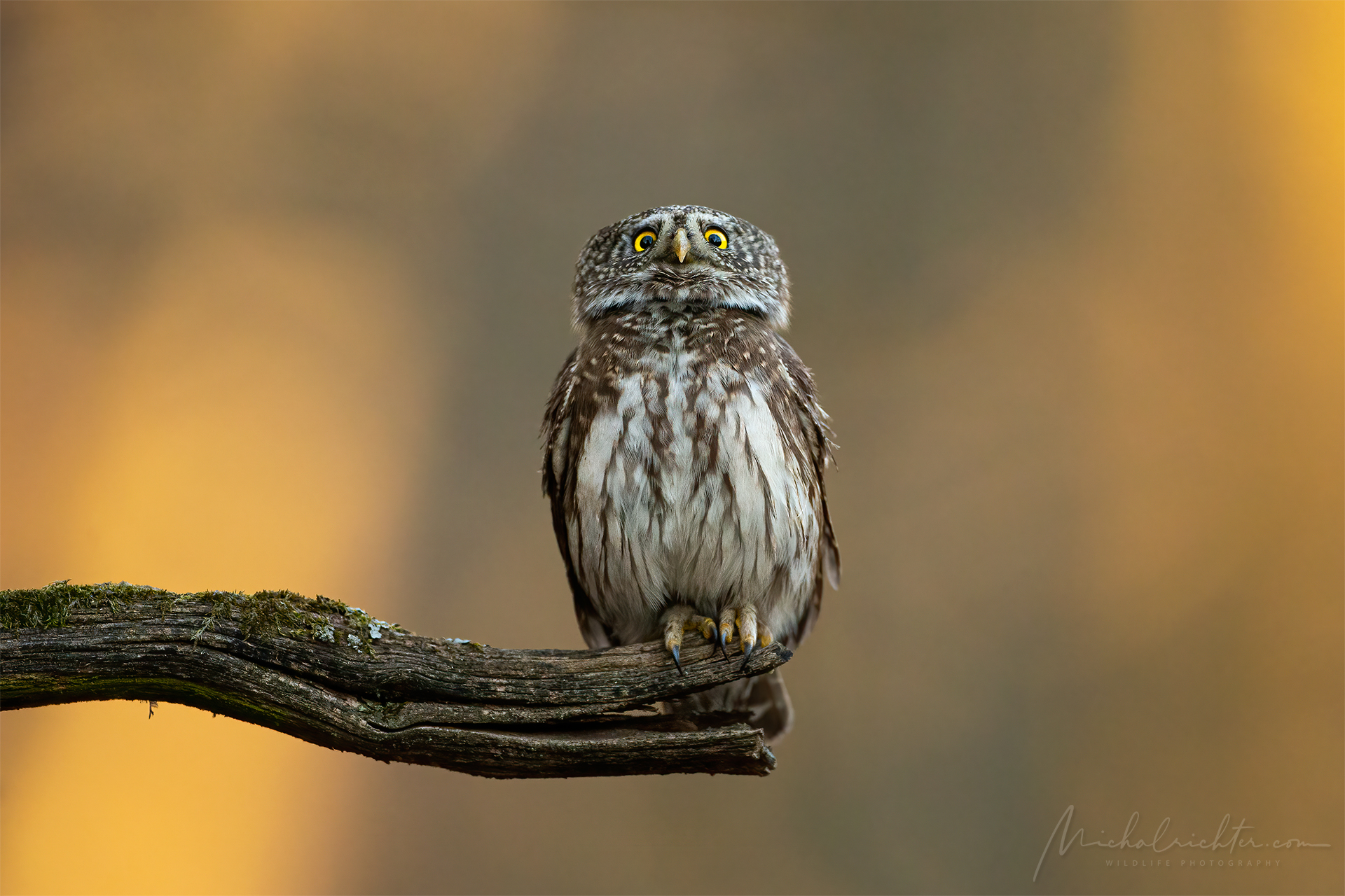 Glaucidium passerinum (gufo pigmeo eurasiatico)