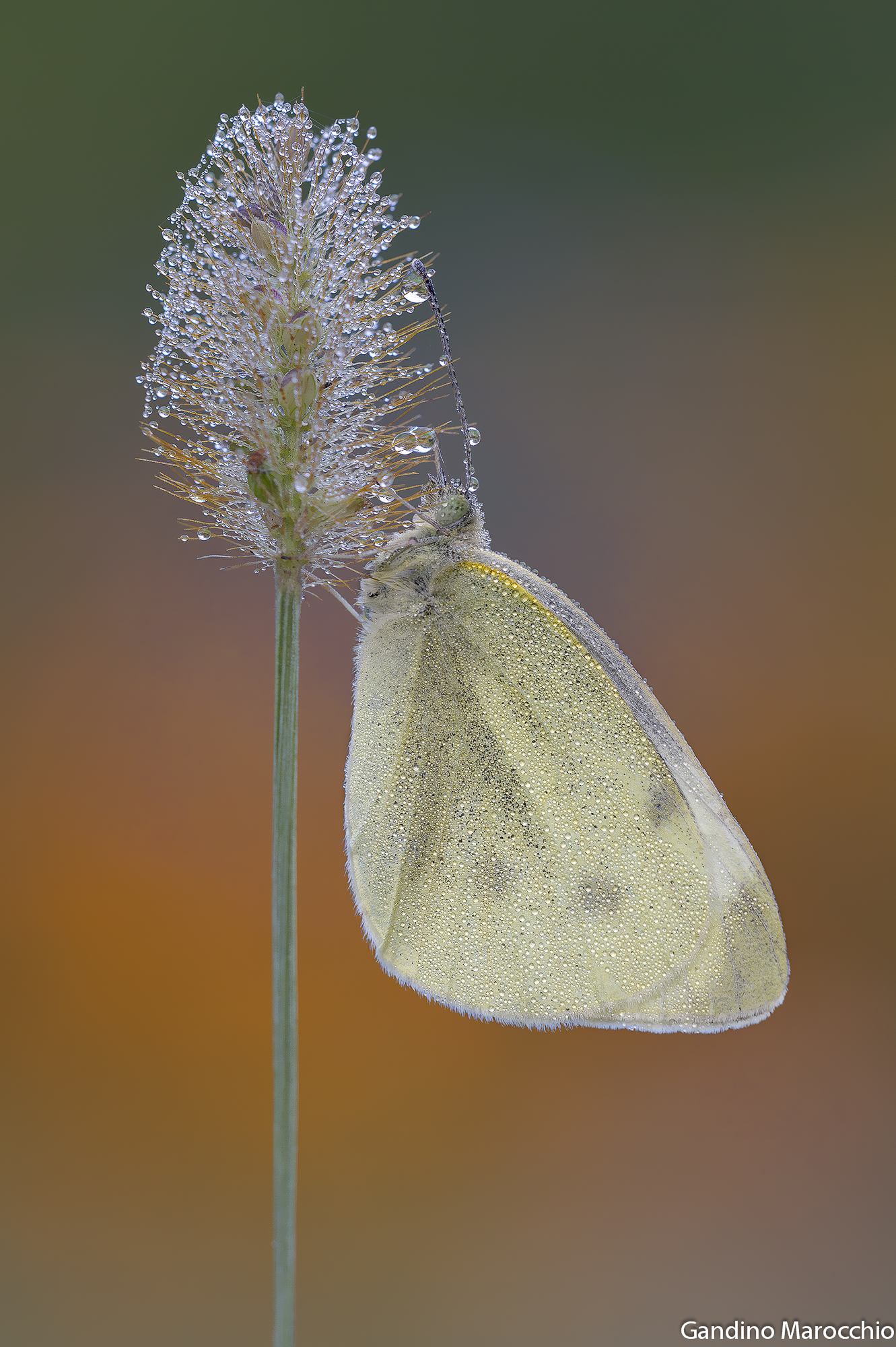 Pieris Rapae (con ospite)