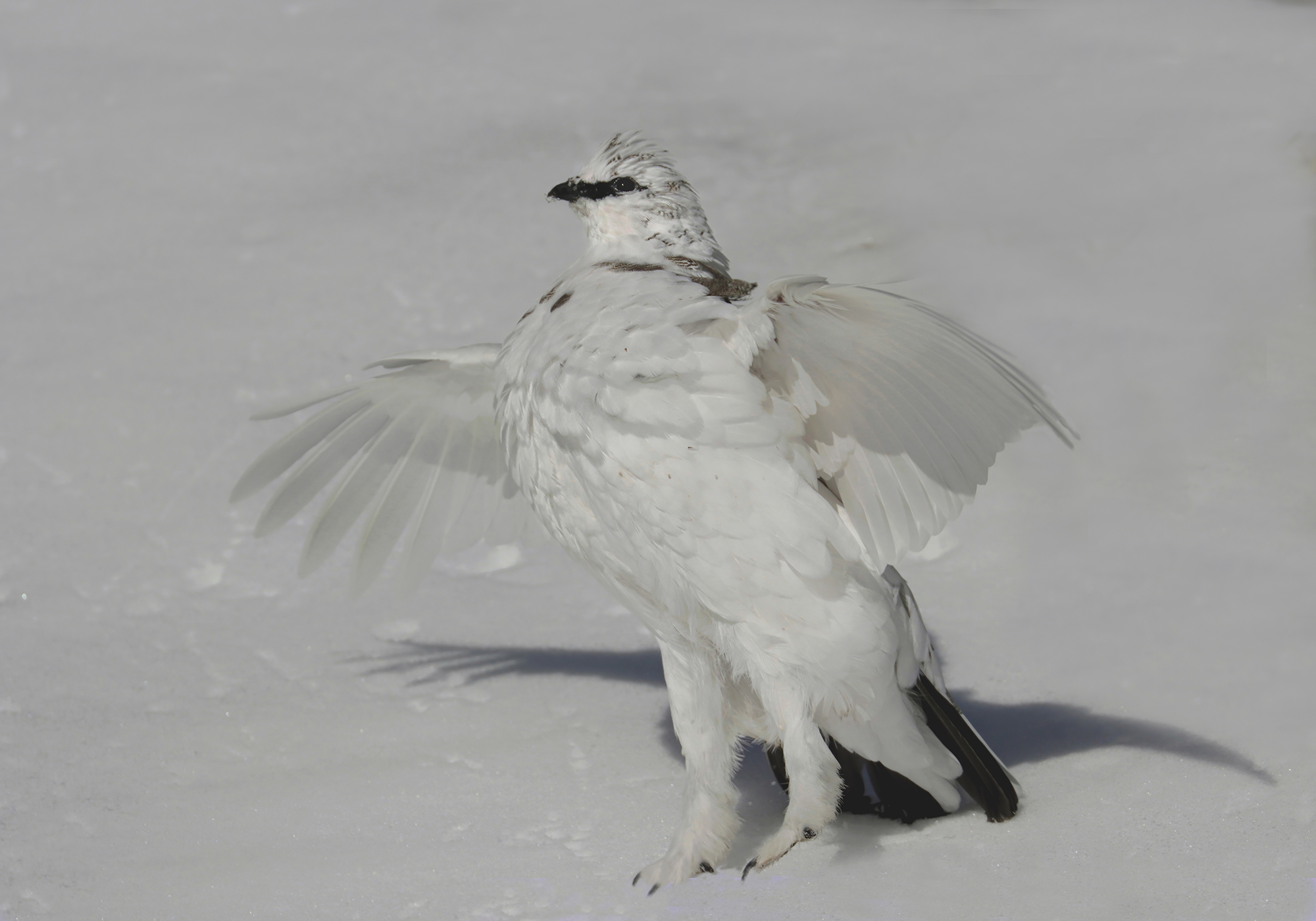 in punta di zampe, pernice bianca