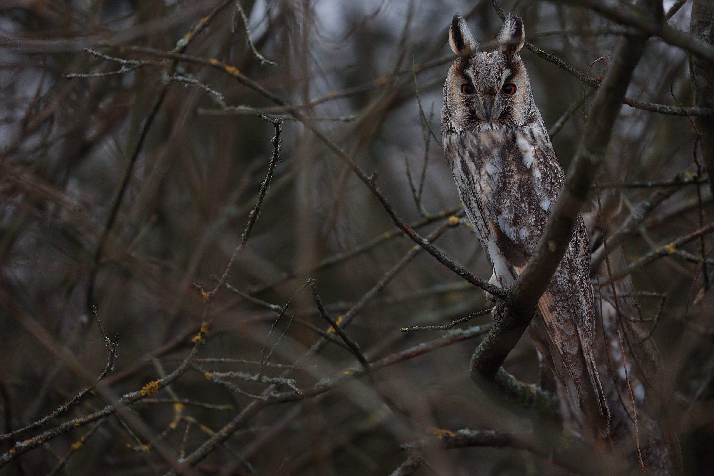 Unexpected meet (Asio otus)