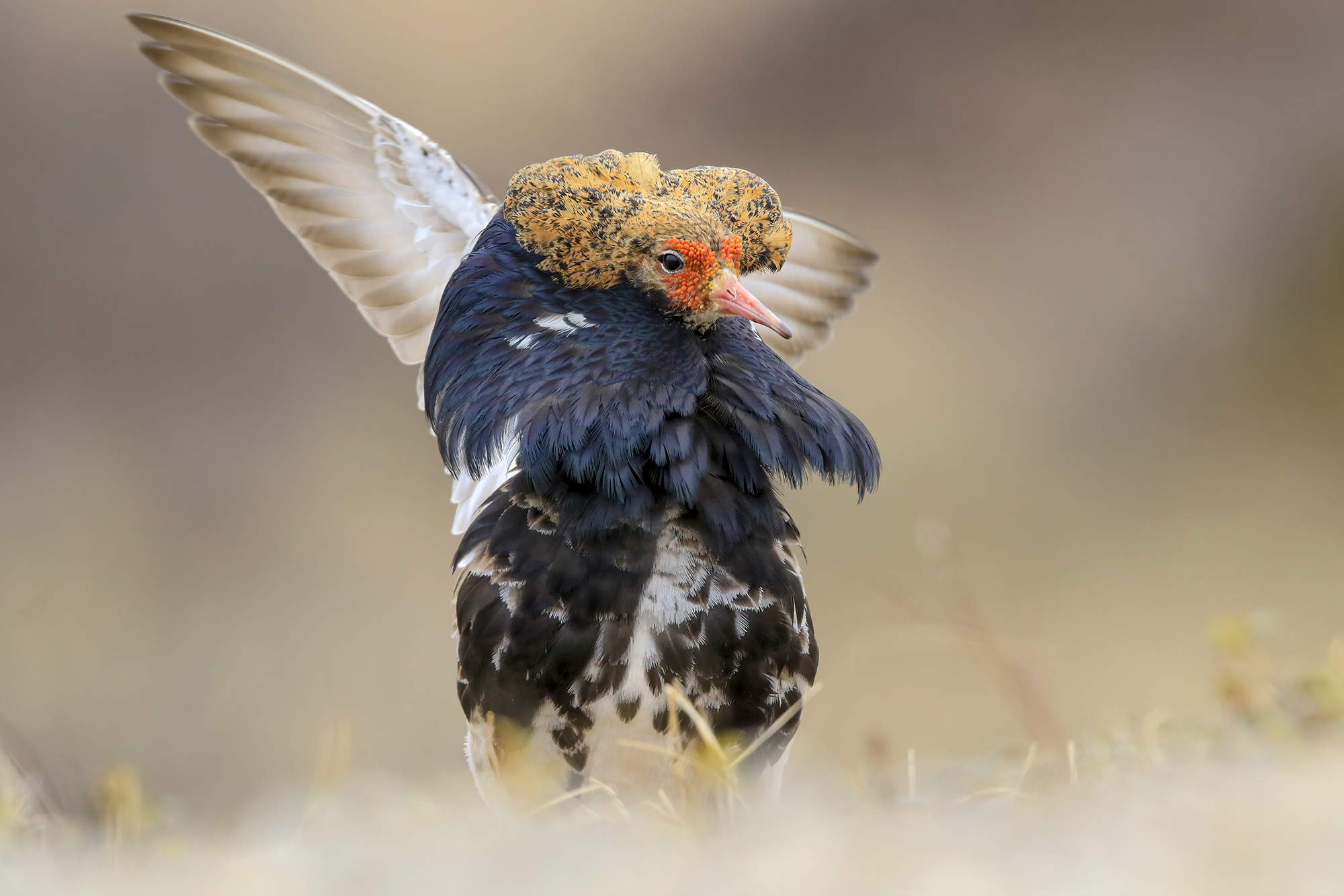 combattente mille colori