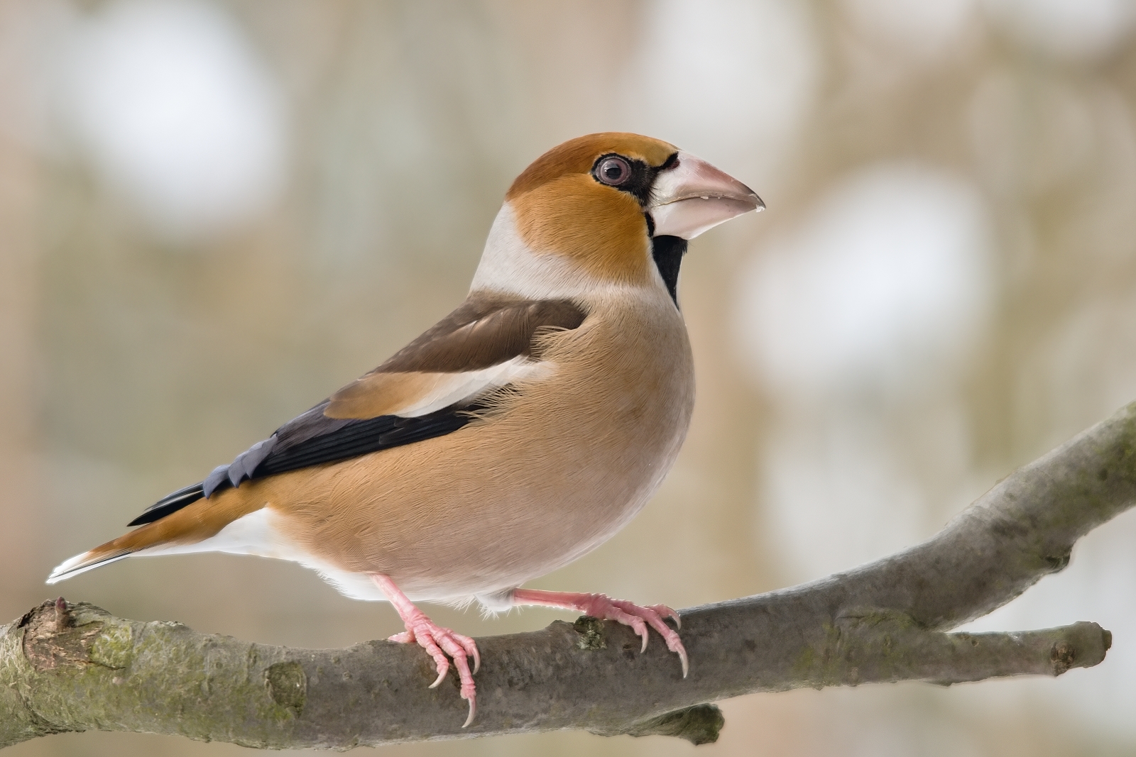 Hawfinch