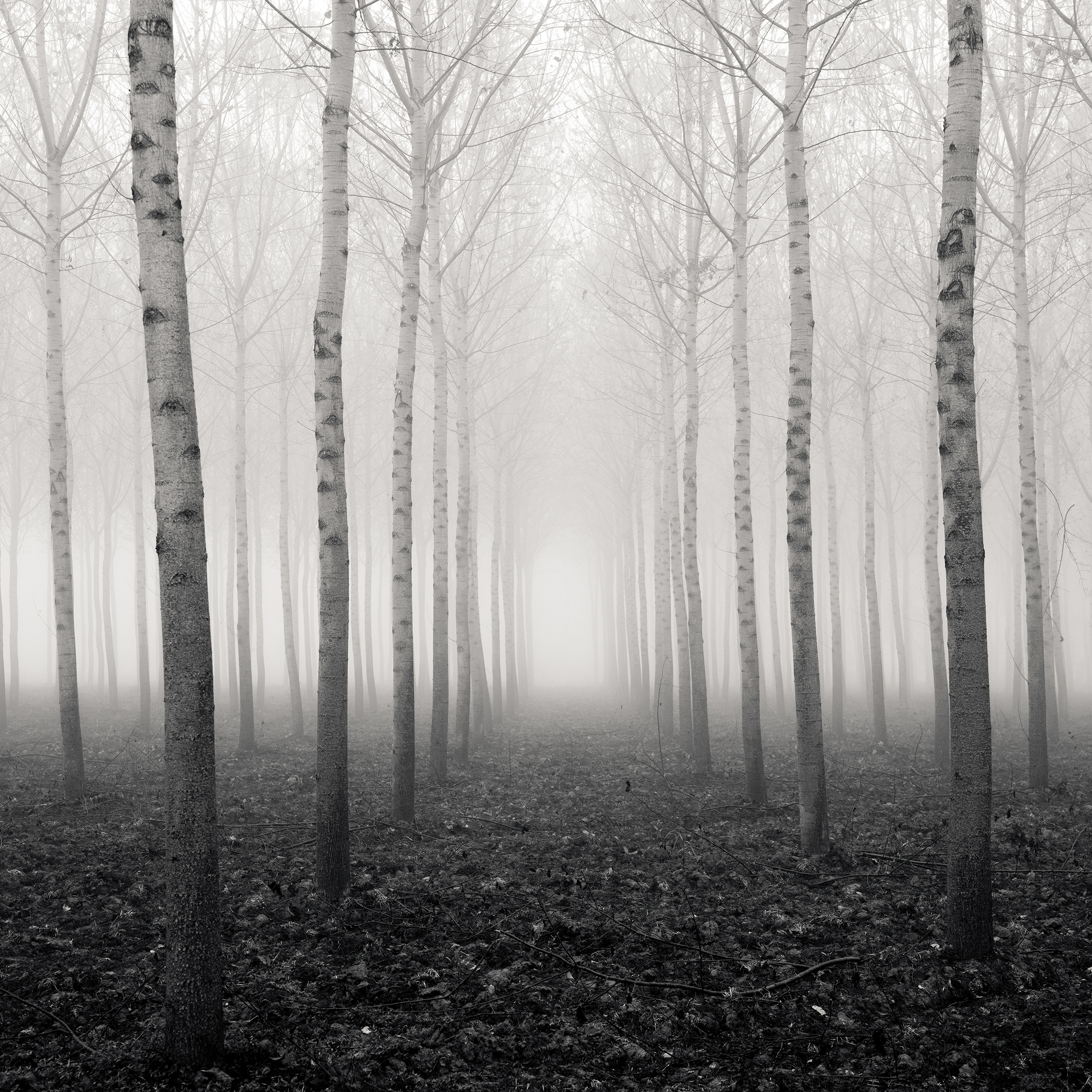 Forest of Destiny - Study*1