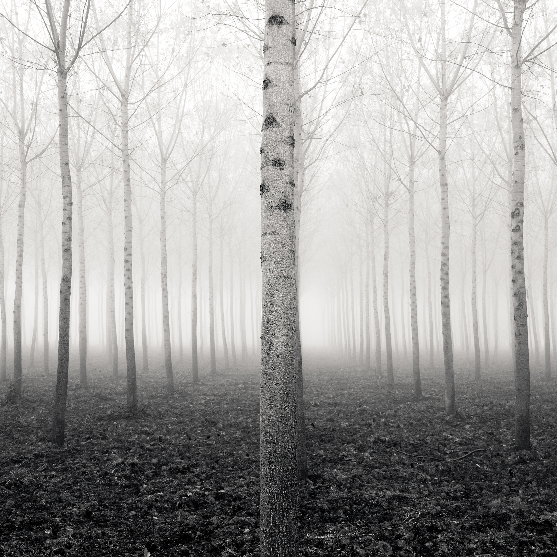Forest of Destiny - Study*2