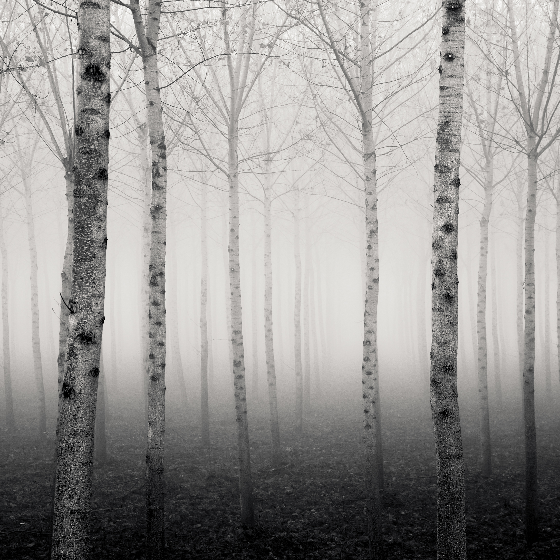 Forest of Destiny - Study*3