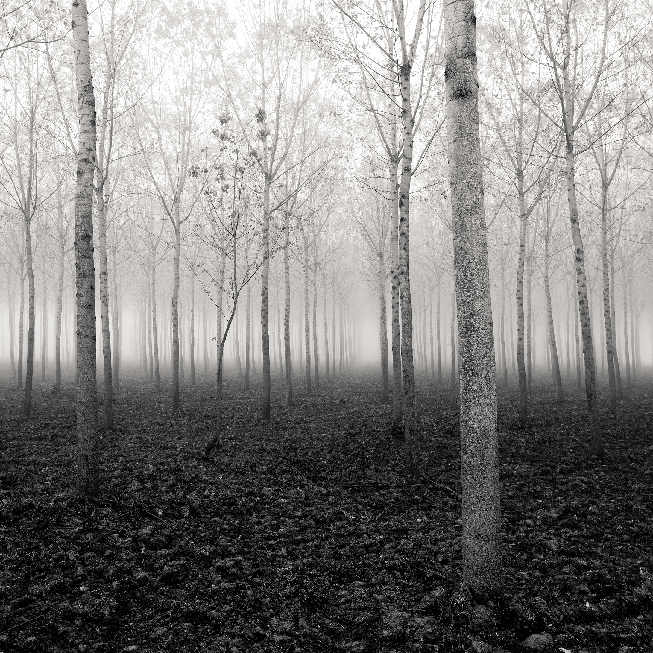 Forest of Destiny - Study*4