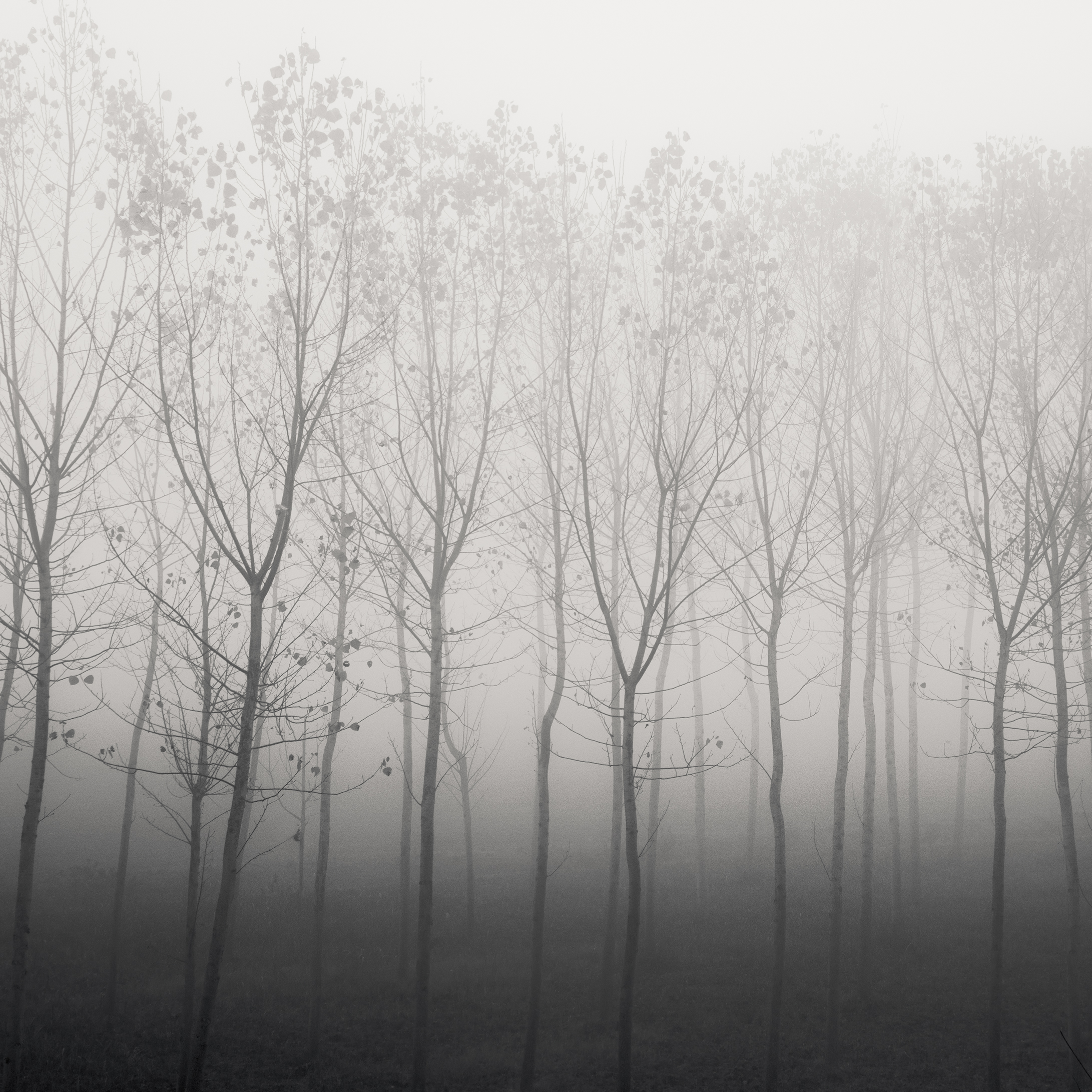 Forest of Destiny - Study*5