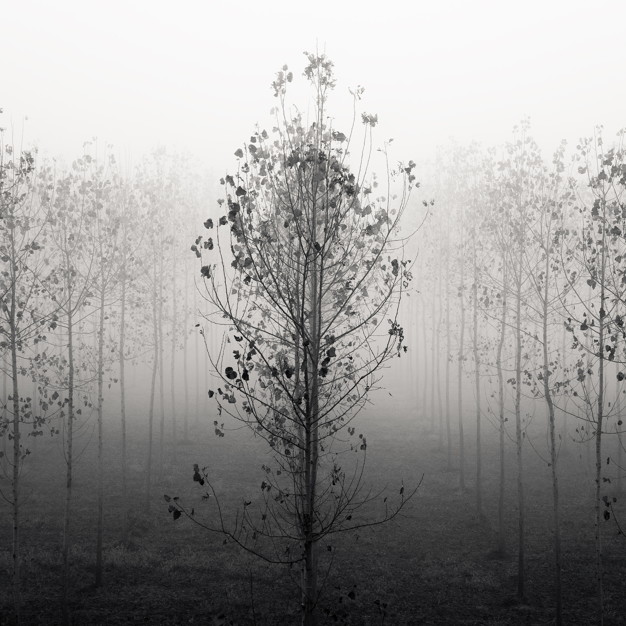 Forest of Destiny - Study*7