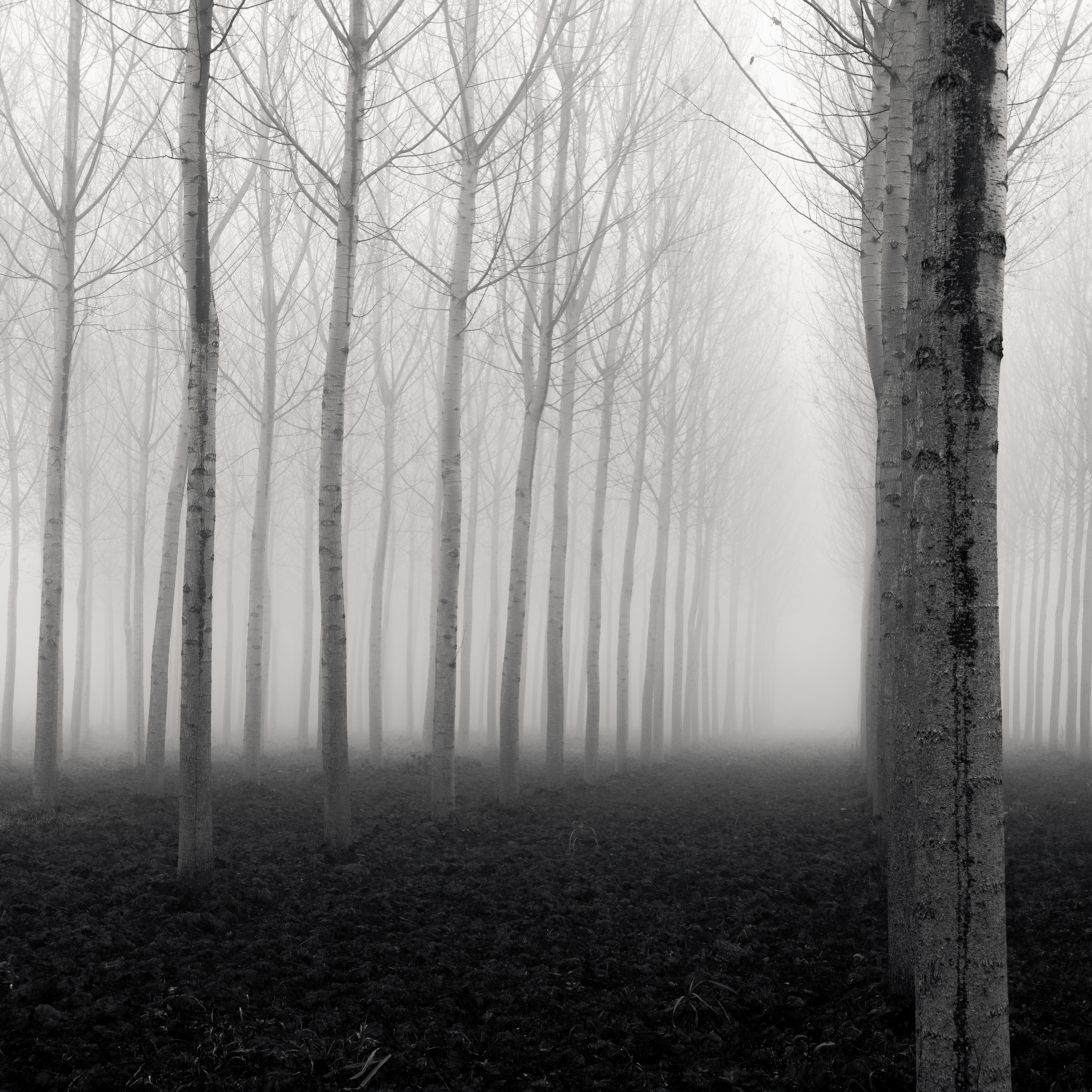 Forest of Destiny - Study*8