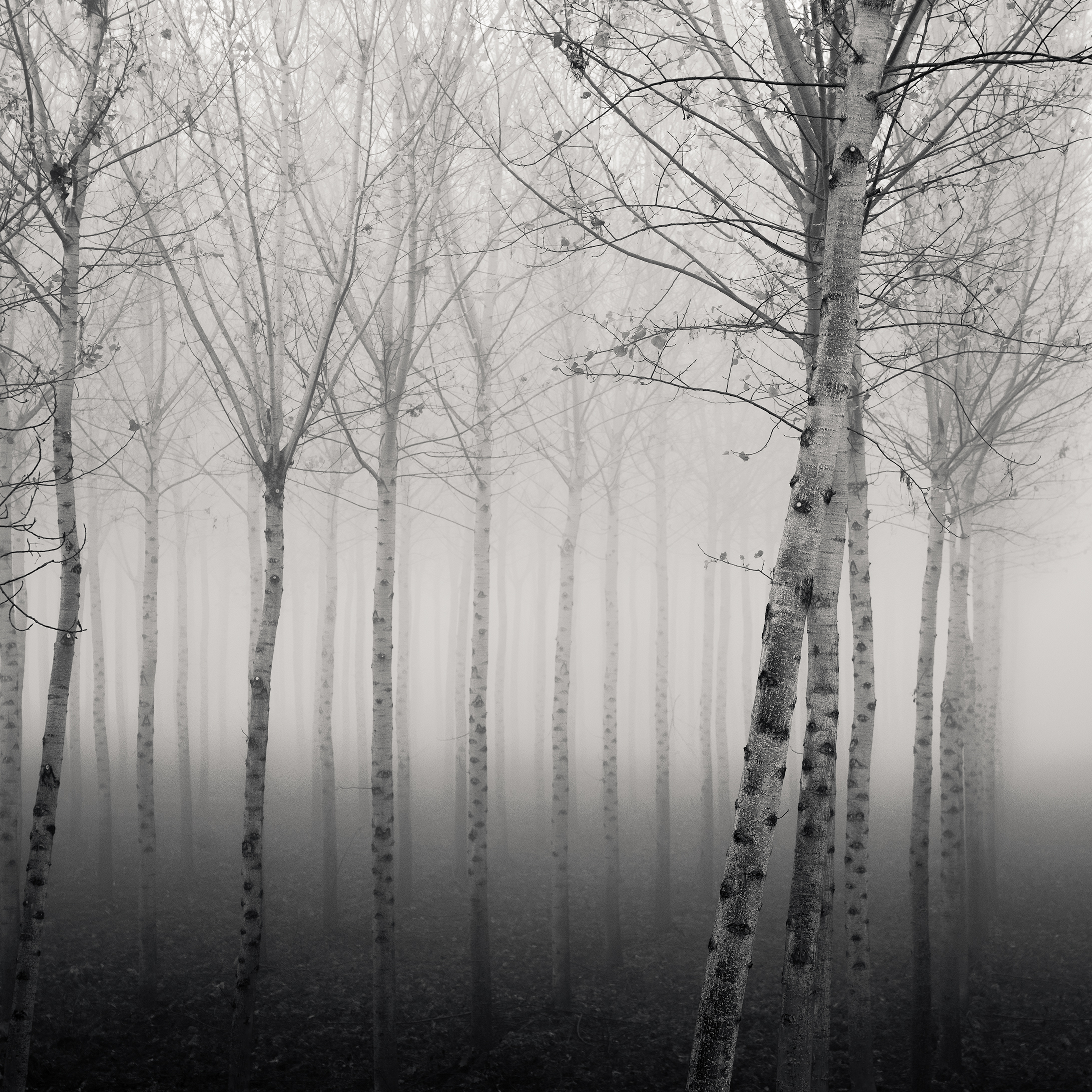 Forest of Destiny - Study*9