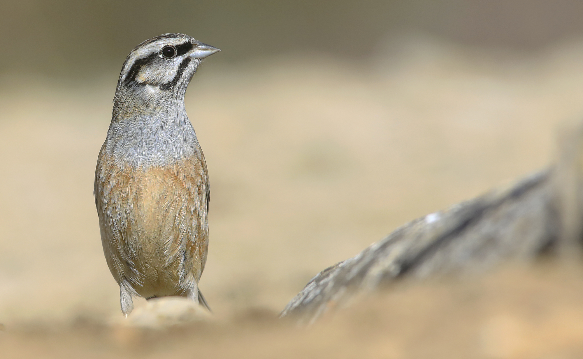 Lo sfocato dello zigolo muciatto