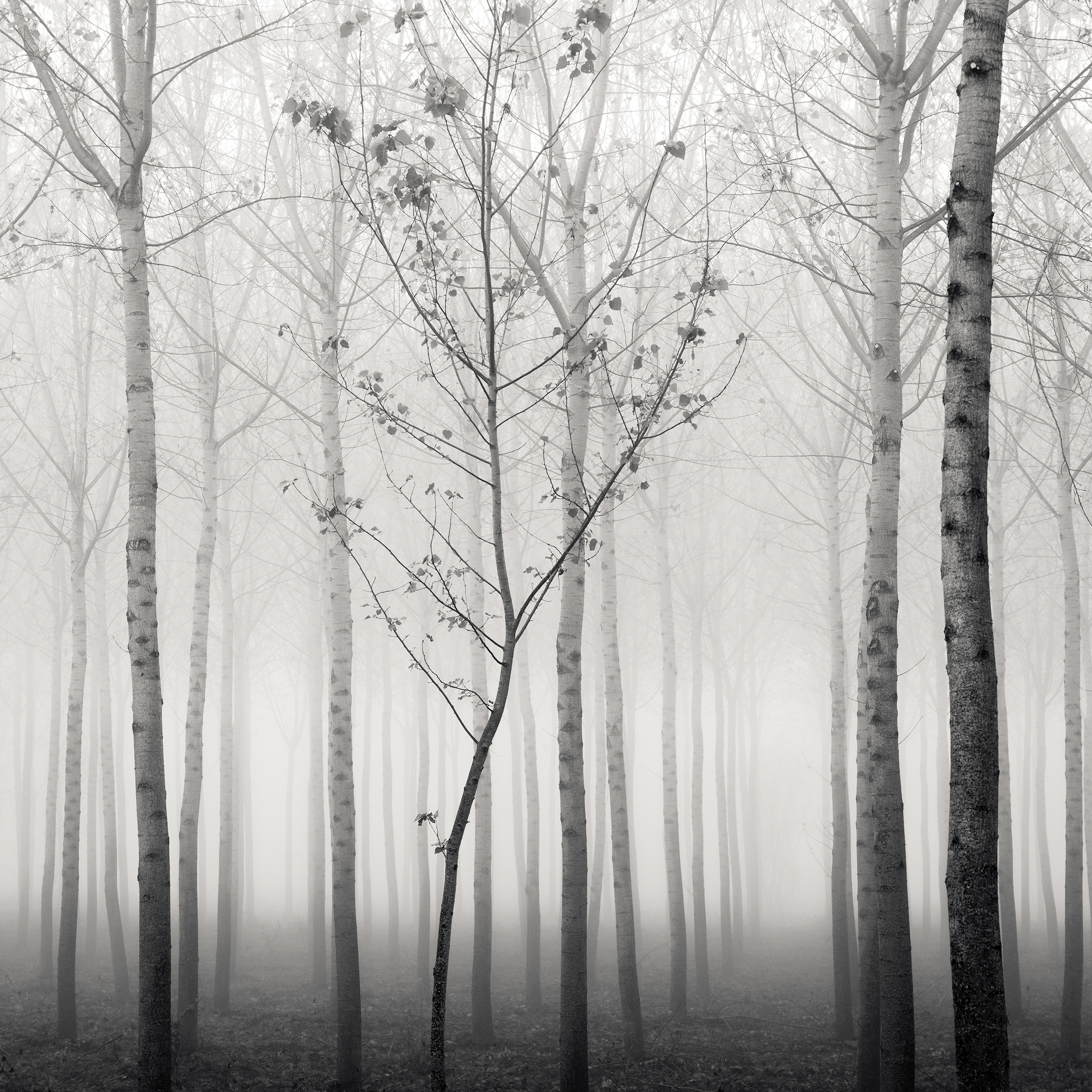 New Life In The Forest