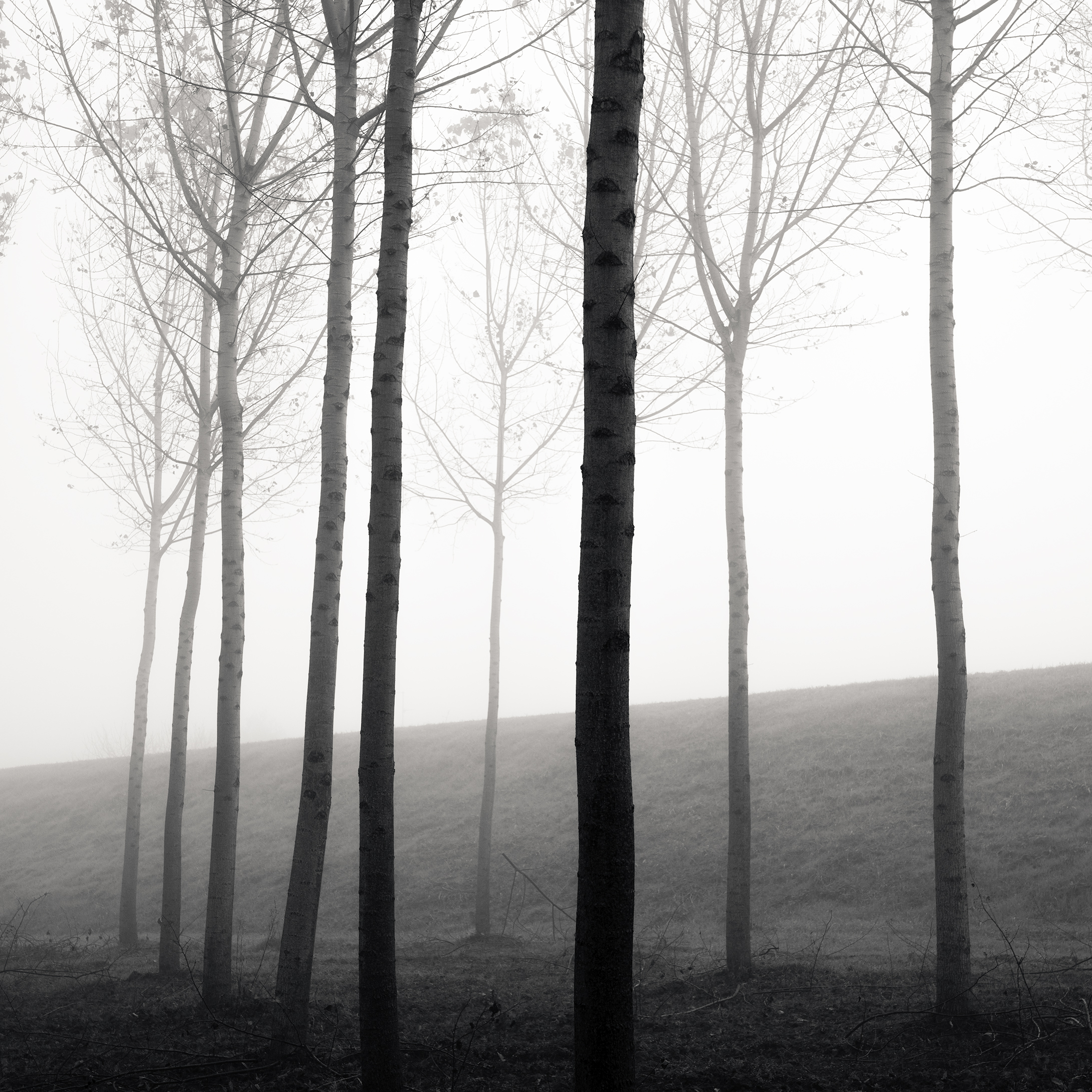 Forest of Destiny - Study*11