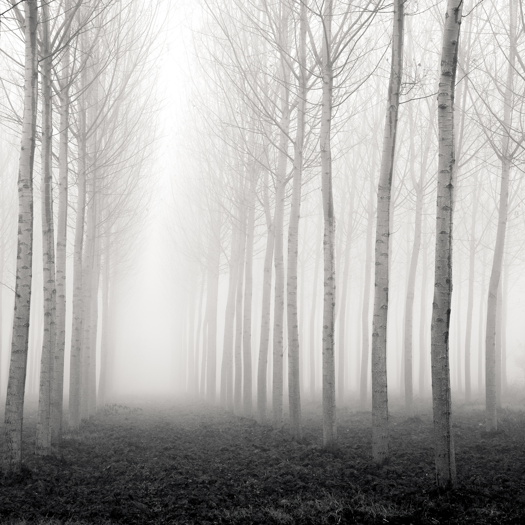 Forest of Destiny - Study*12