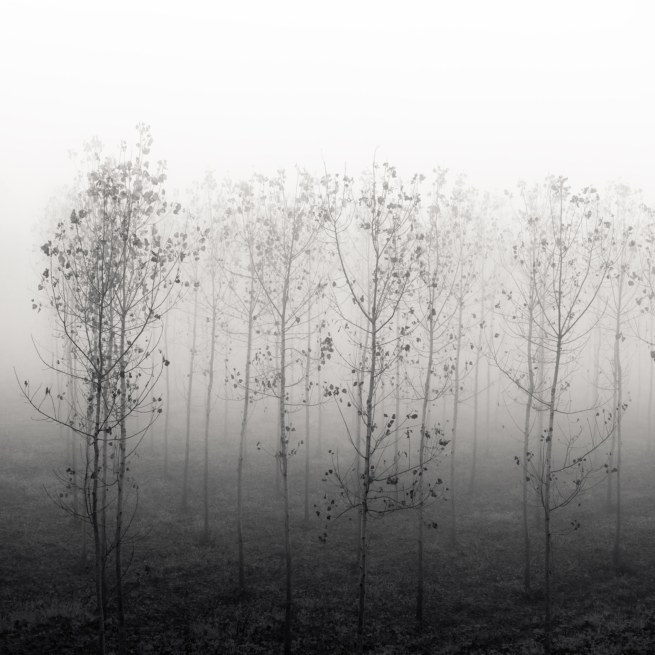 Forest of Destiny - Study*13