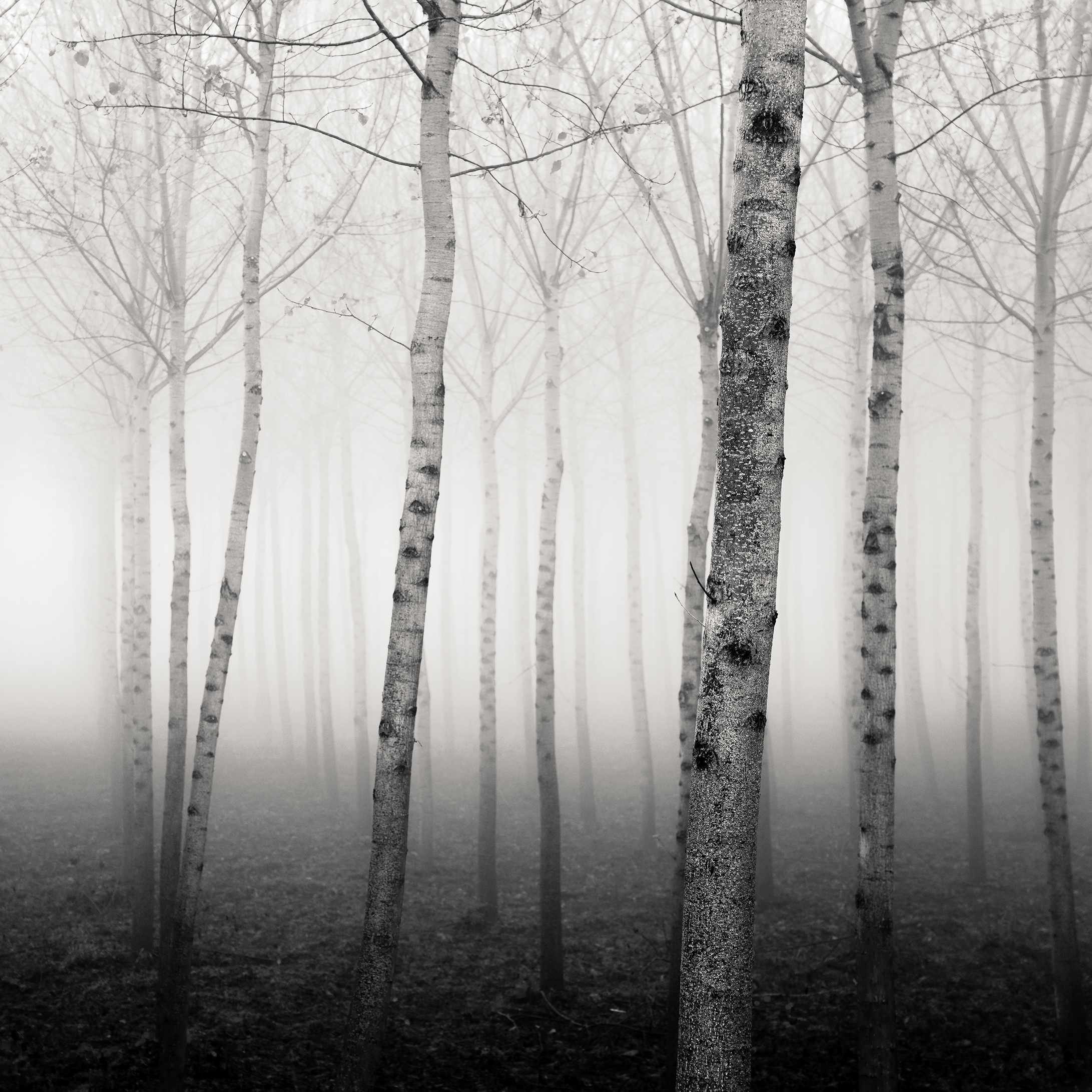 Forest of Destiny - Study*14
