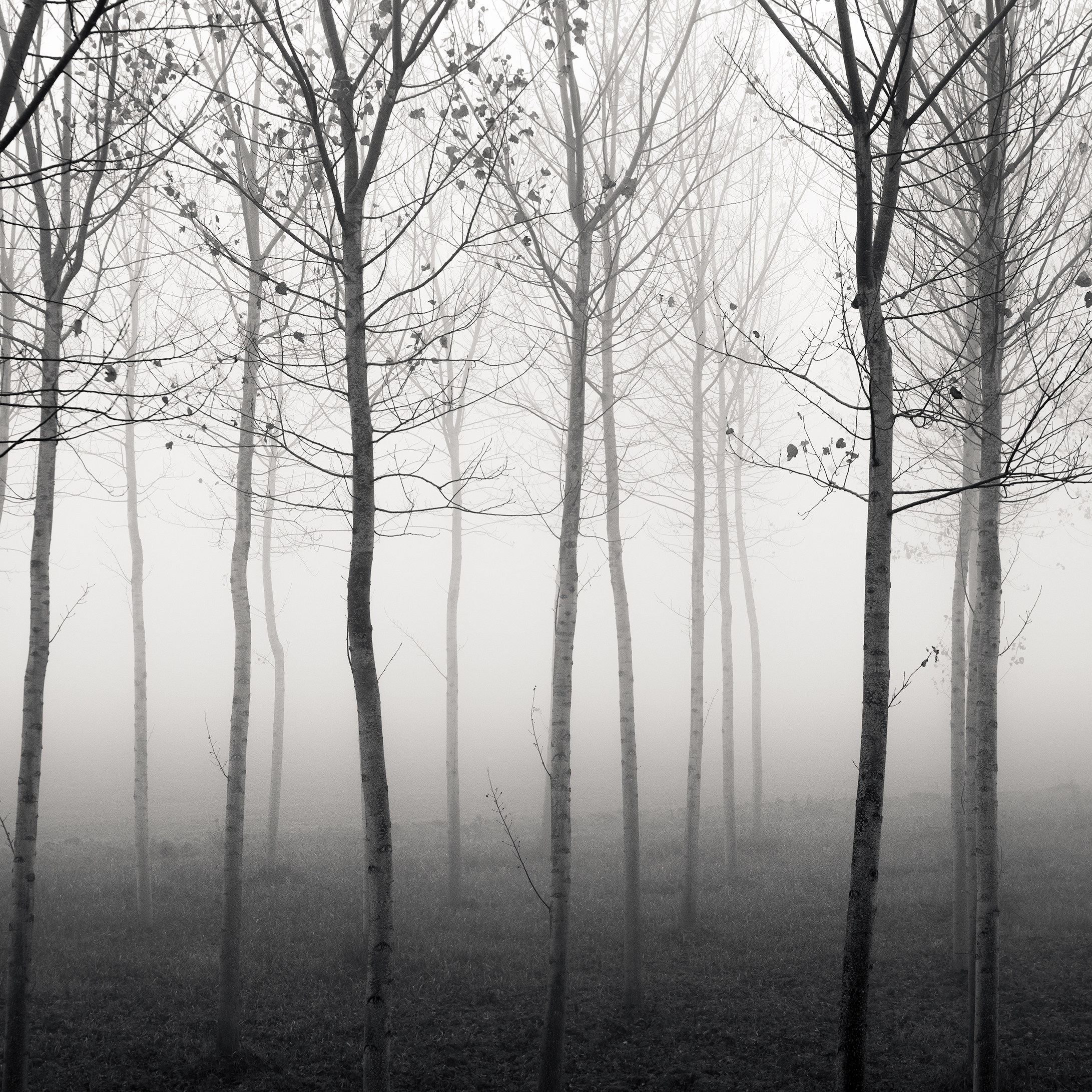 Forest of Destiny - Study*15