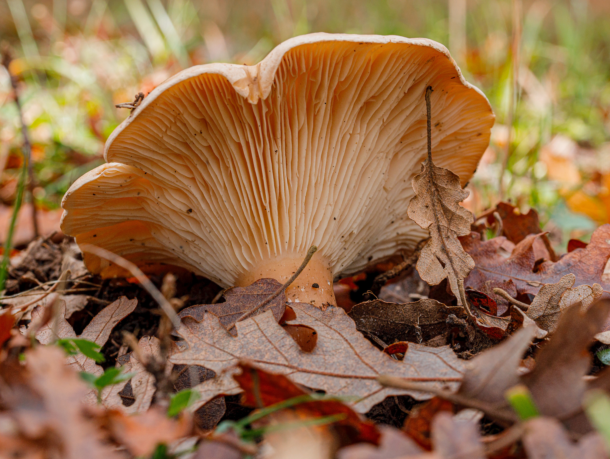 Infundibulicybe geotropa o Clitocybe geotropa