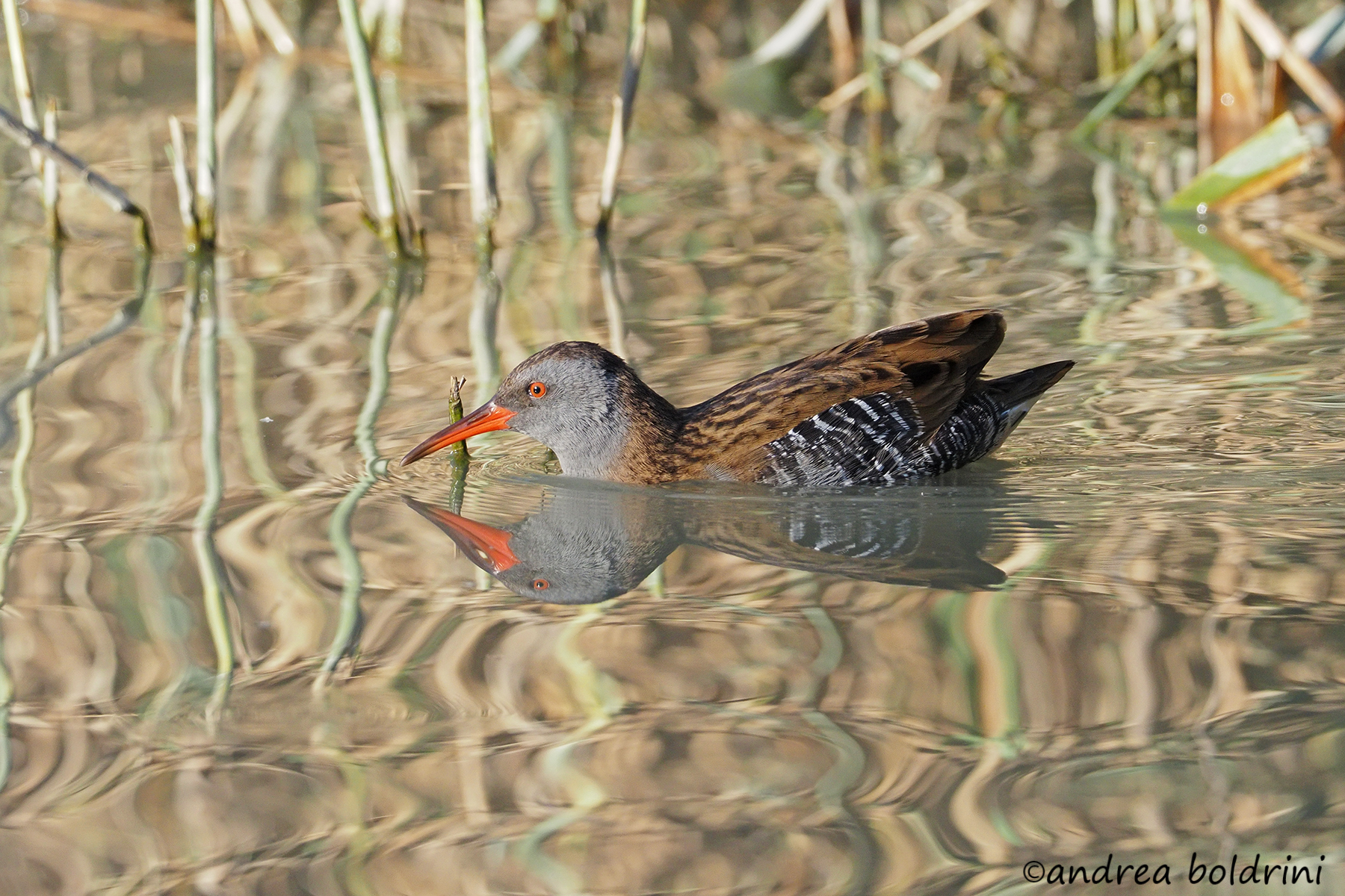 Water rail