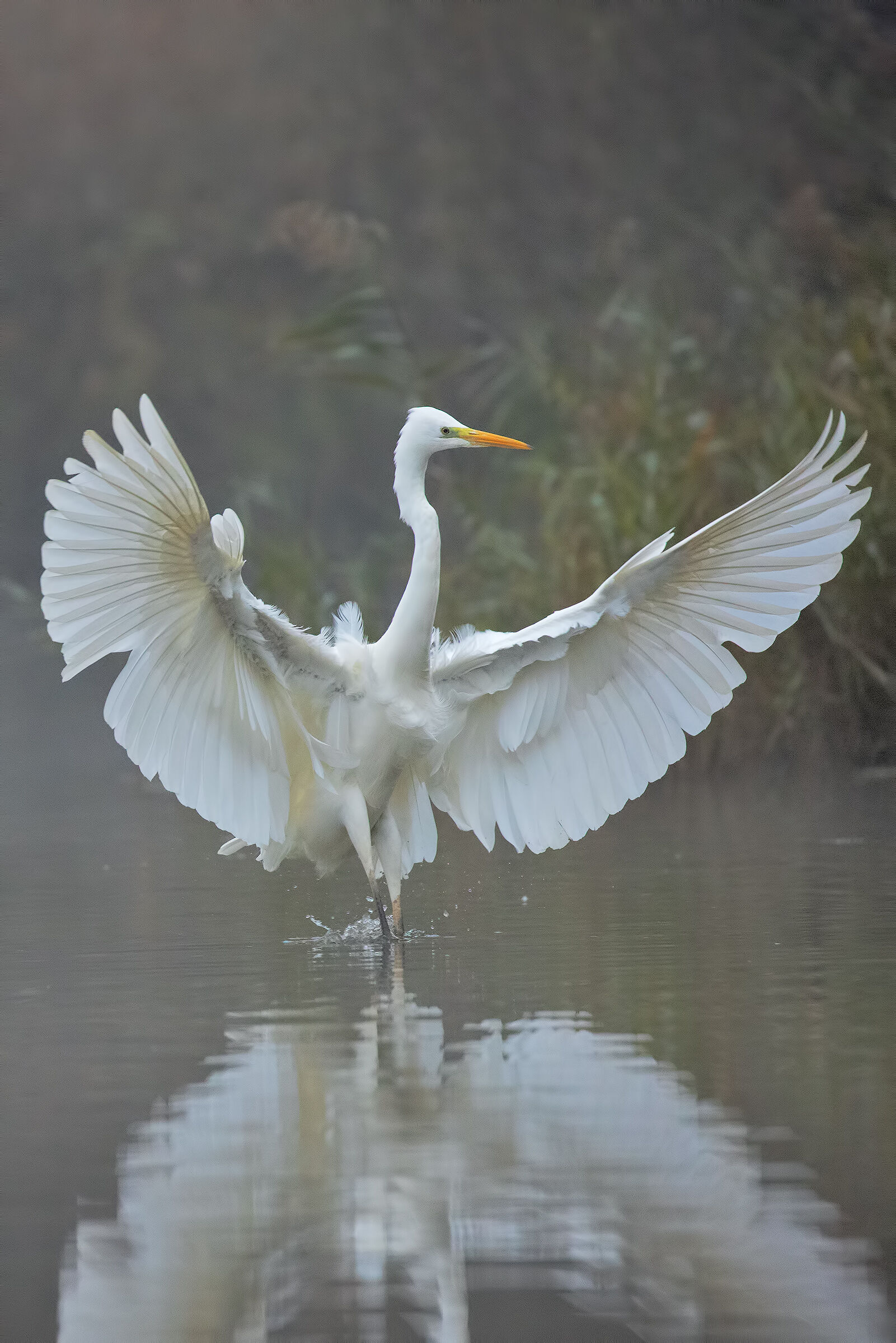 Il Bianco nella Nebbia
