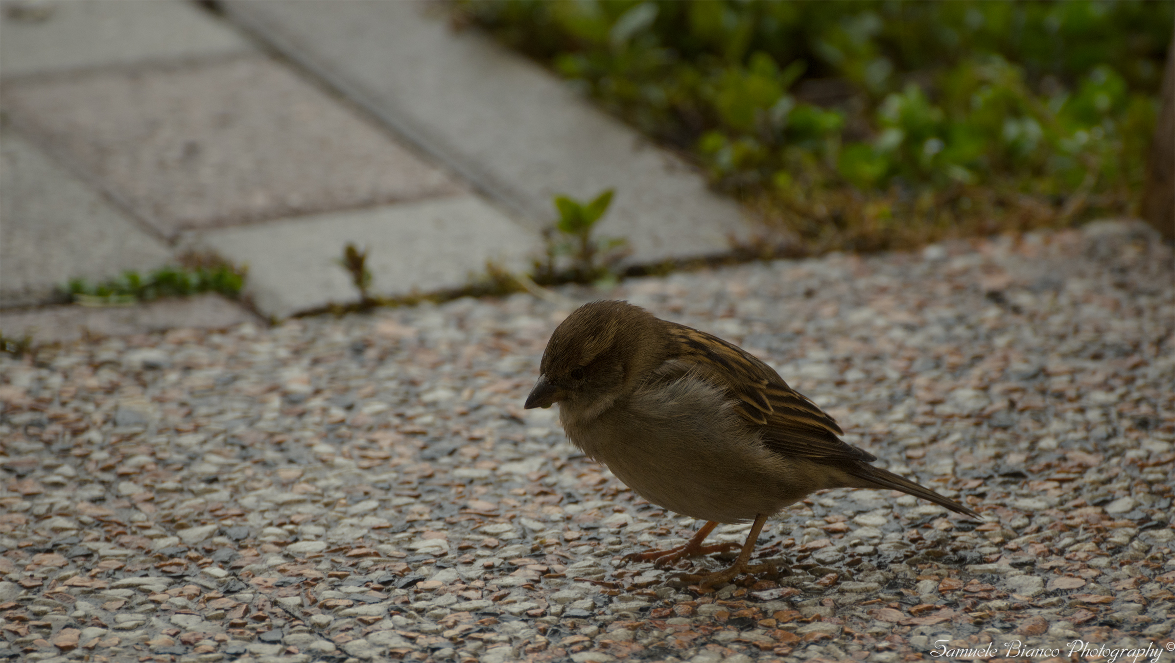 Sparrow in the rain
