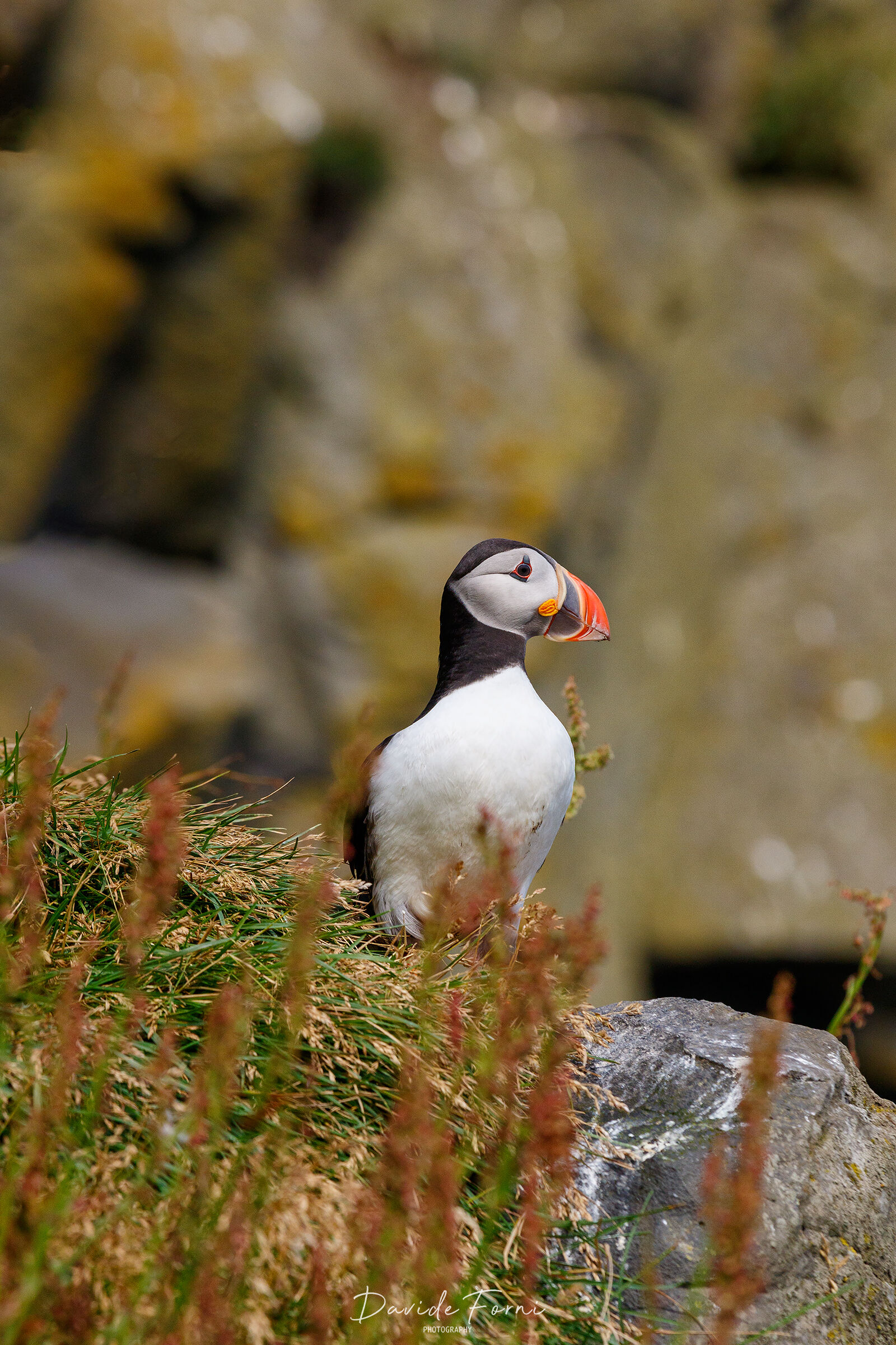 Close encounter with the Puffin