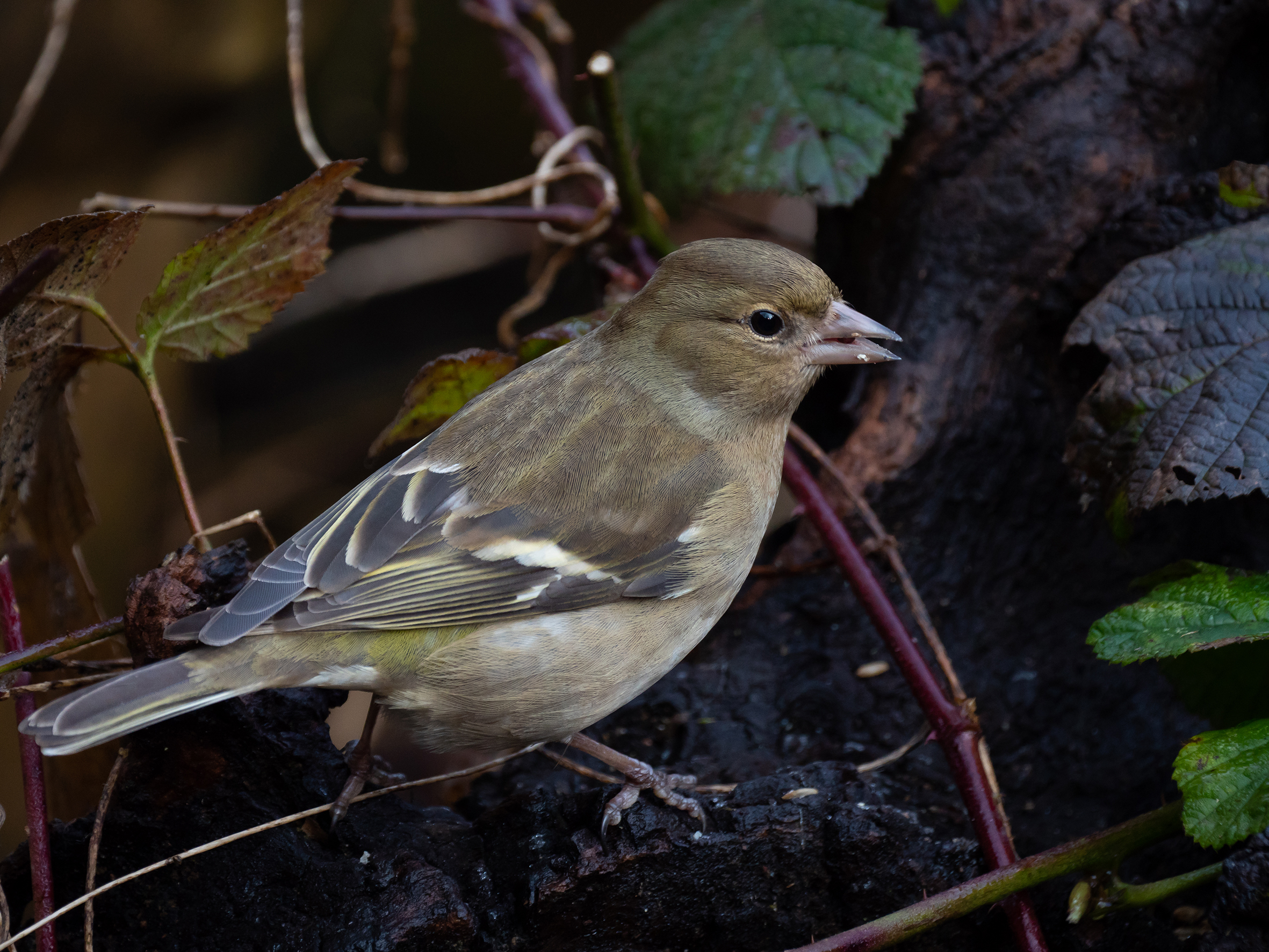 Chaffinch (female)