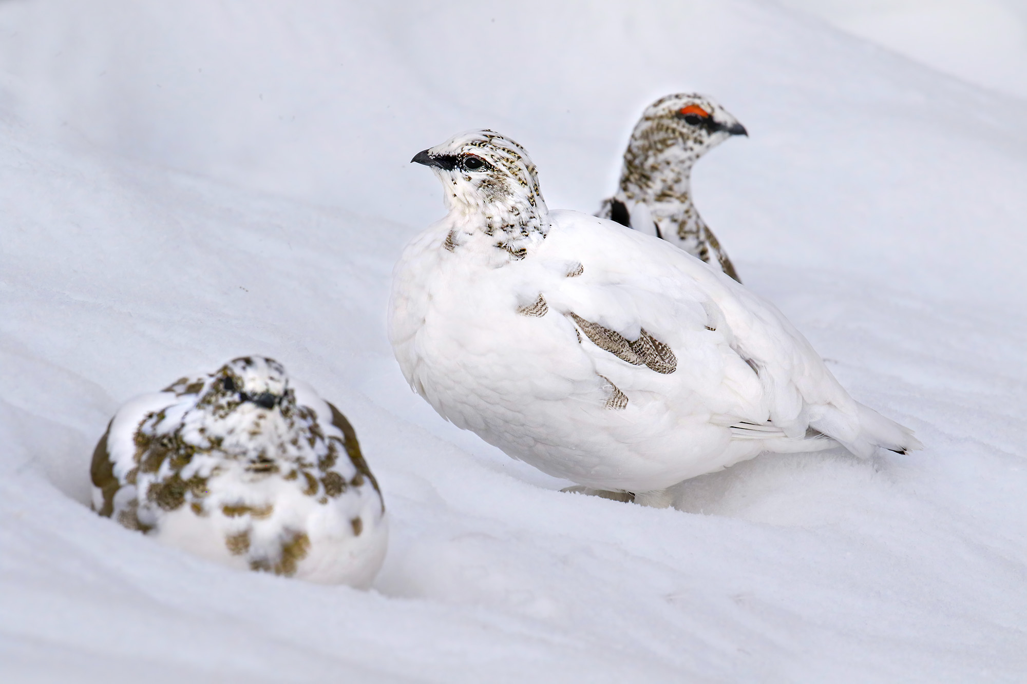 tris of white partridges