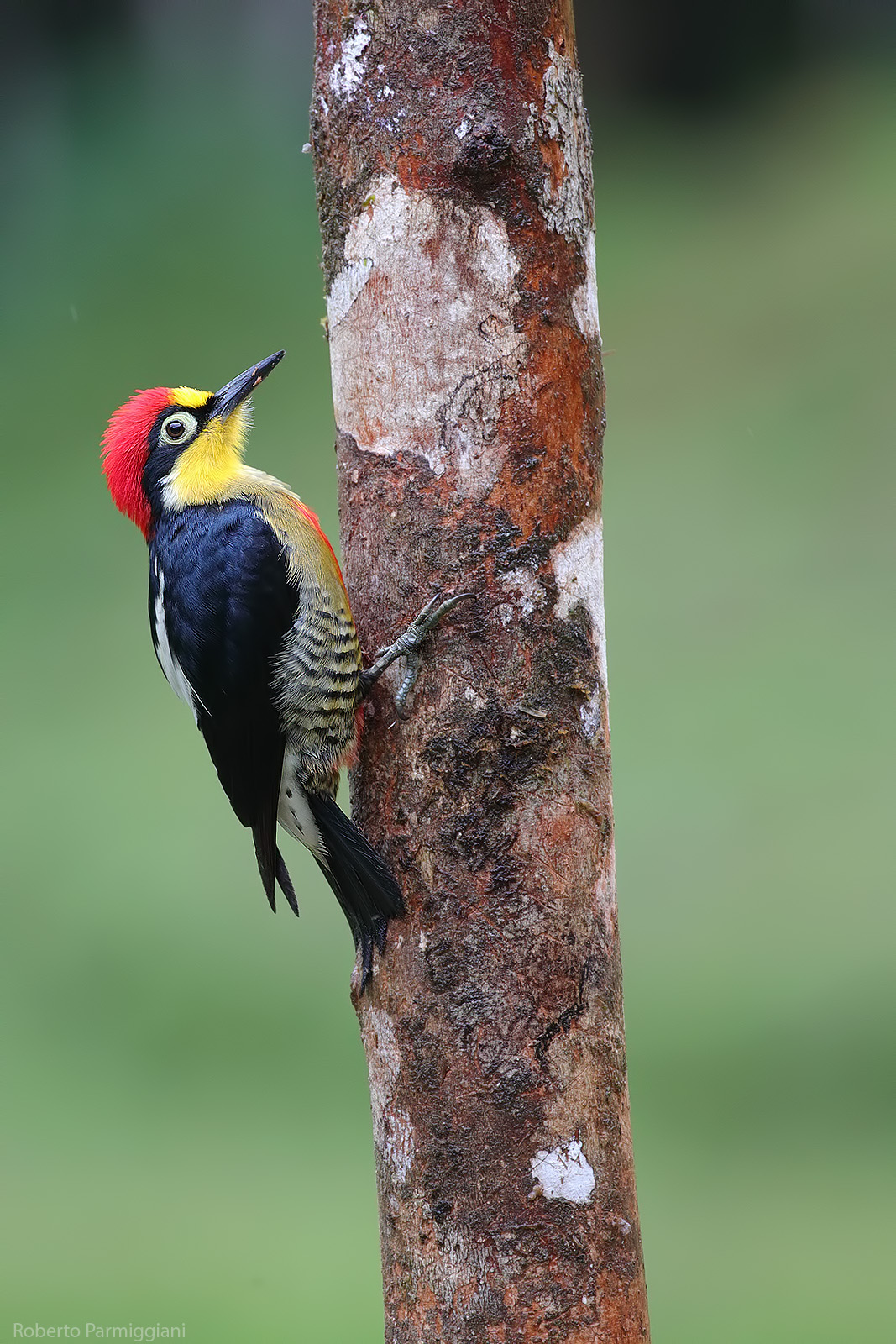 Yellow-fronted woodpecker