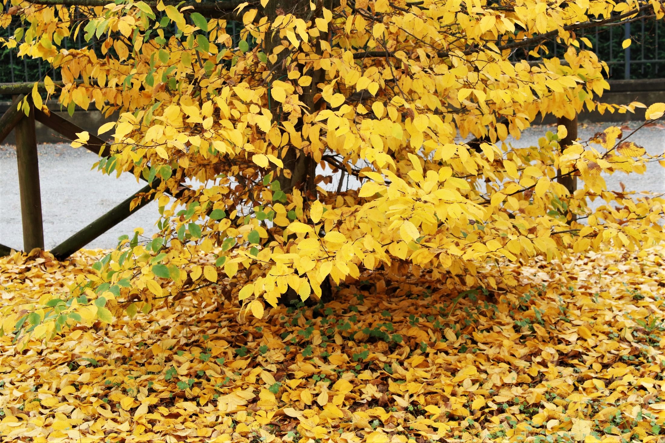 Yellow leaves