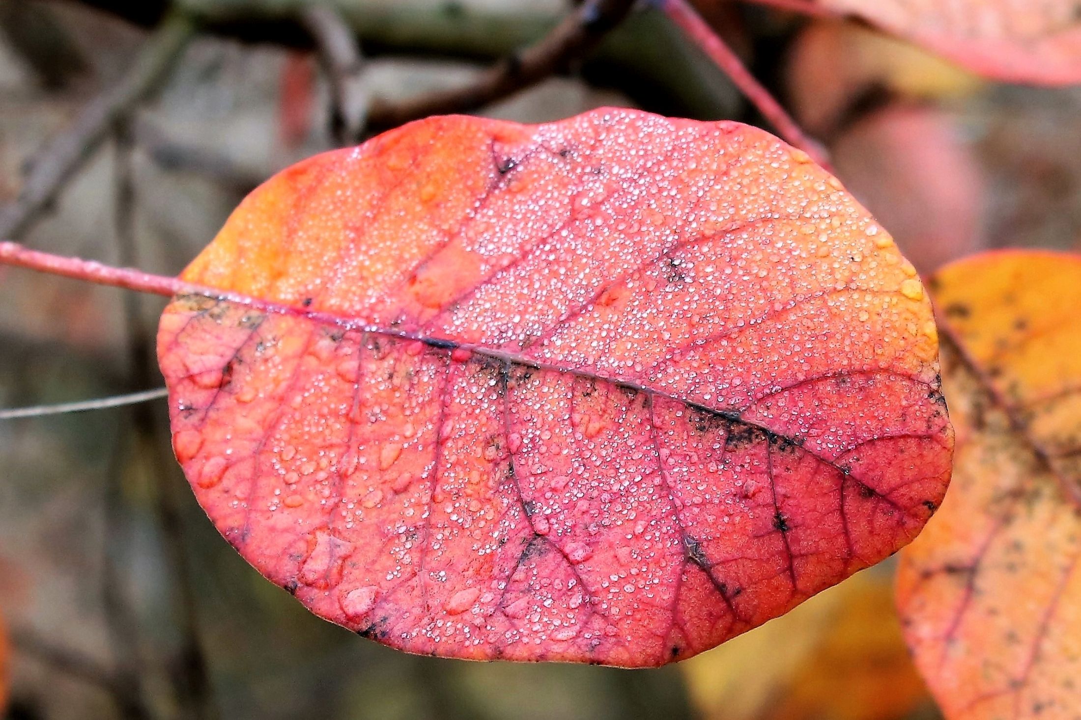 Rossa e un poco gialla