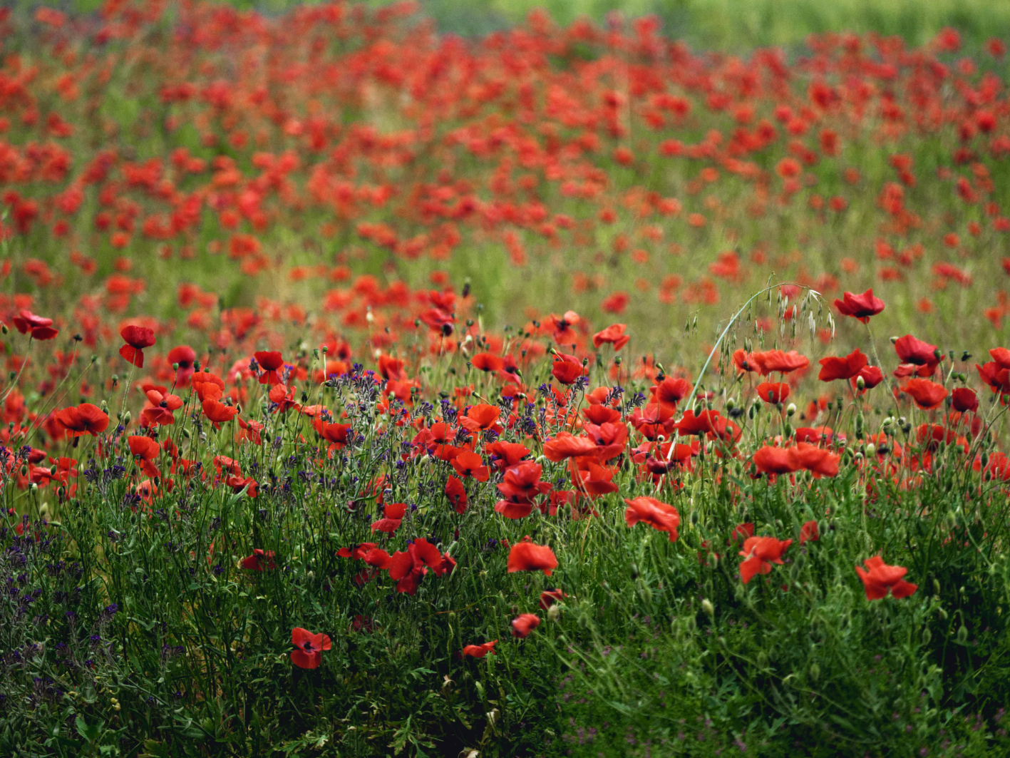 Poppies