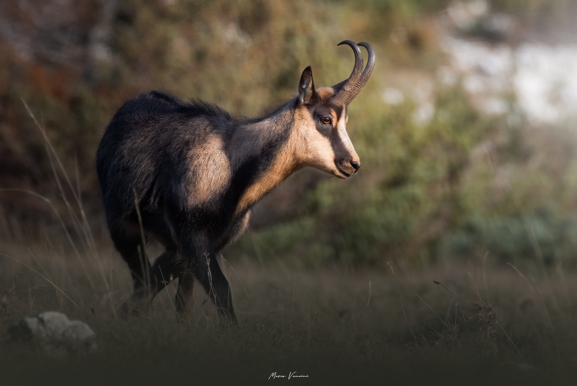 chamois