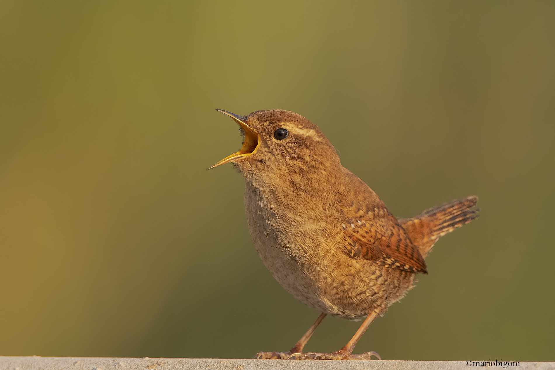 Wren