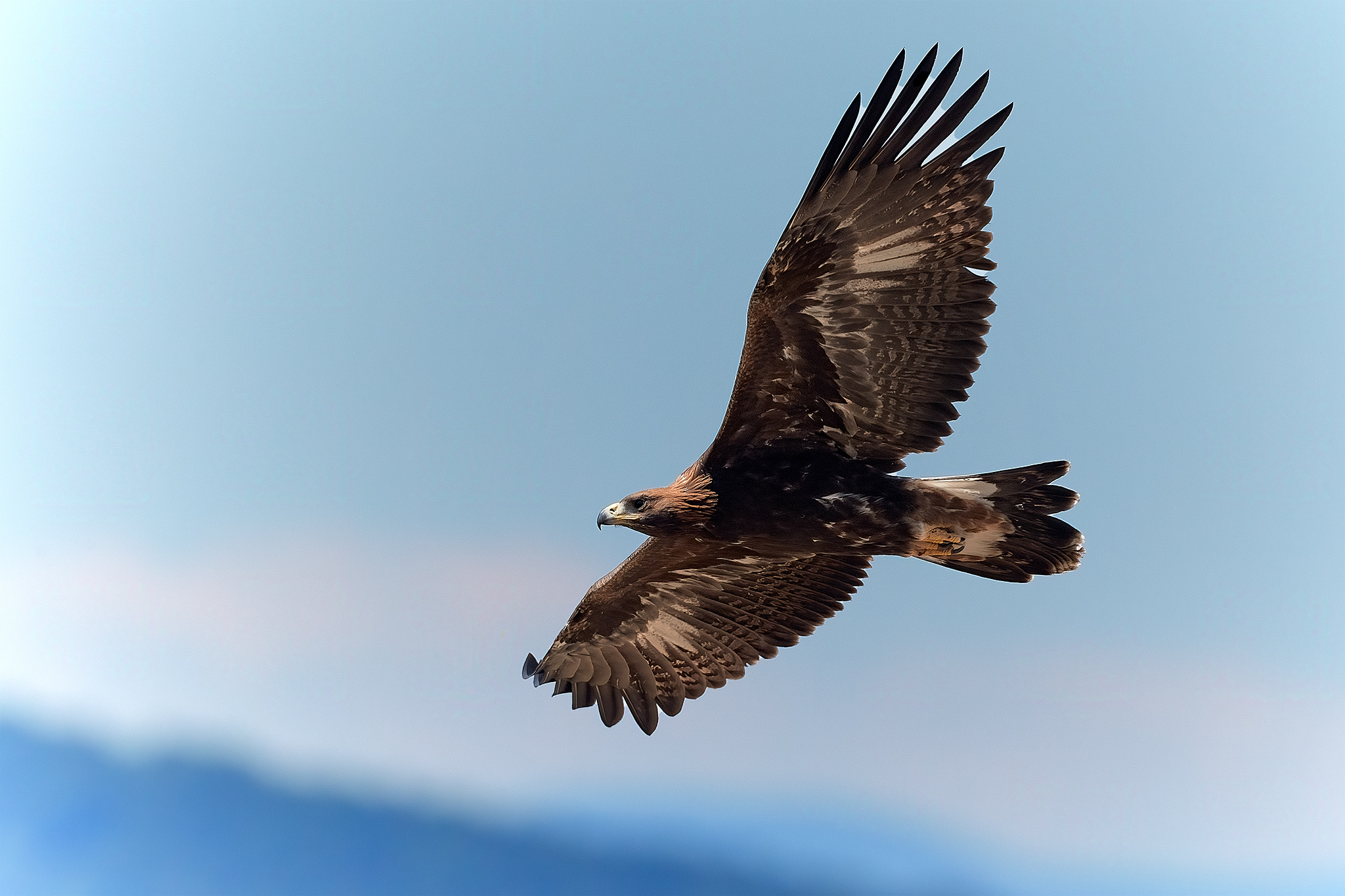 Golden eagle