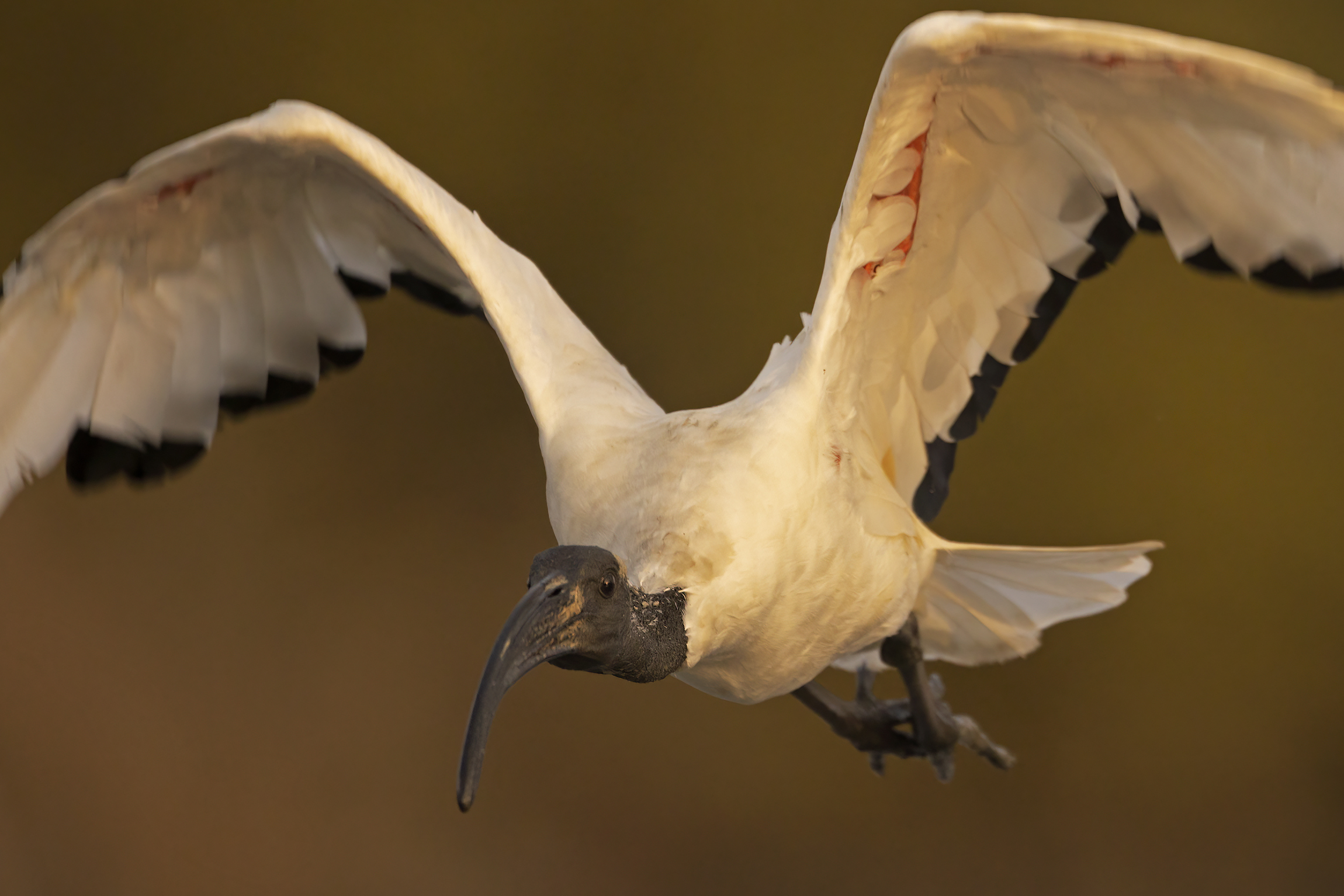 A tu per tu con l'ibis