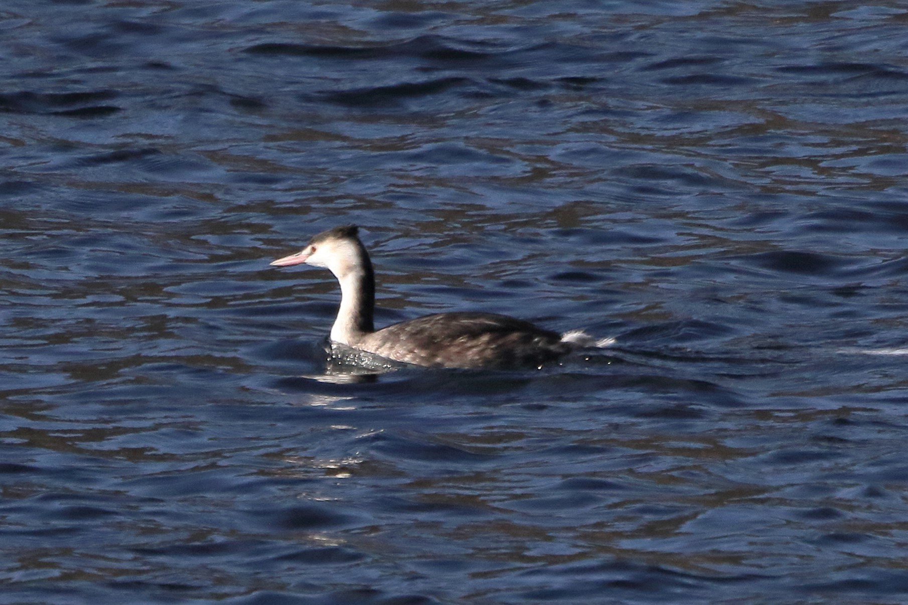 grebe