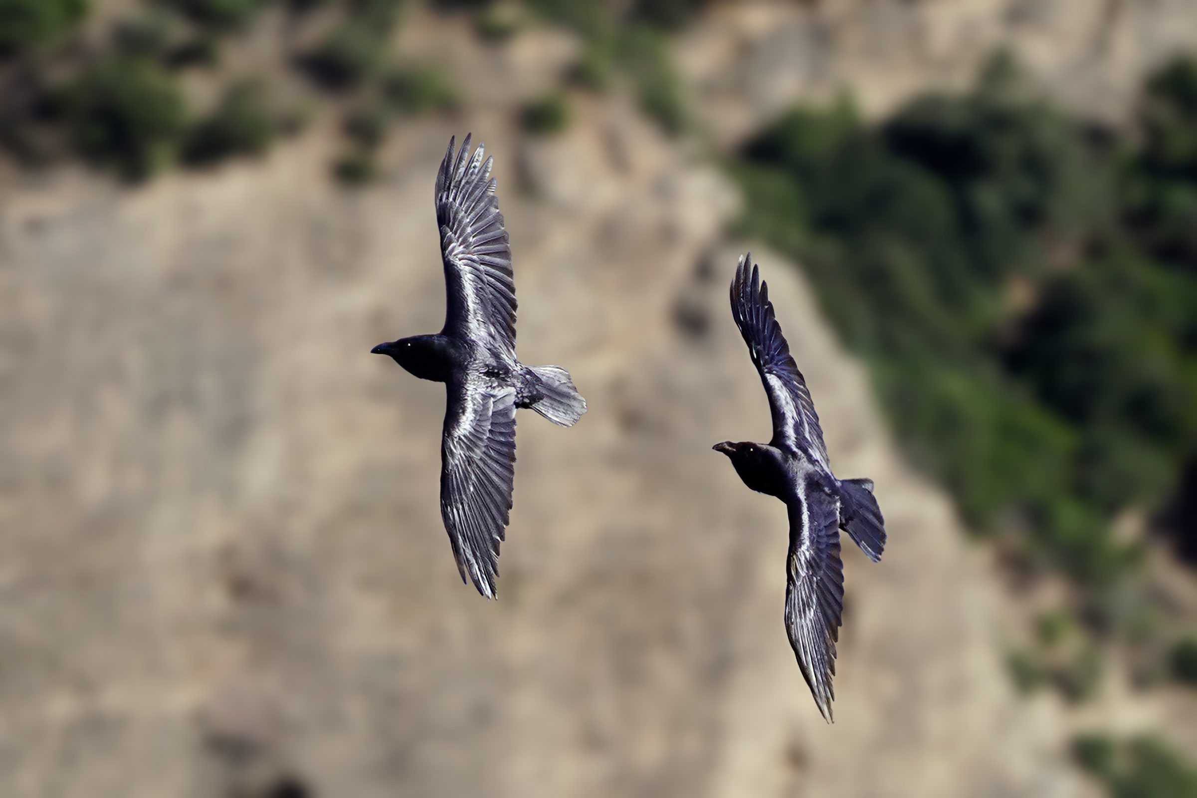 Corvi imperiali - Coppia