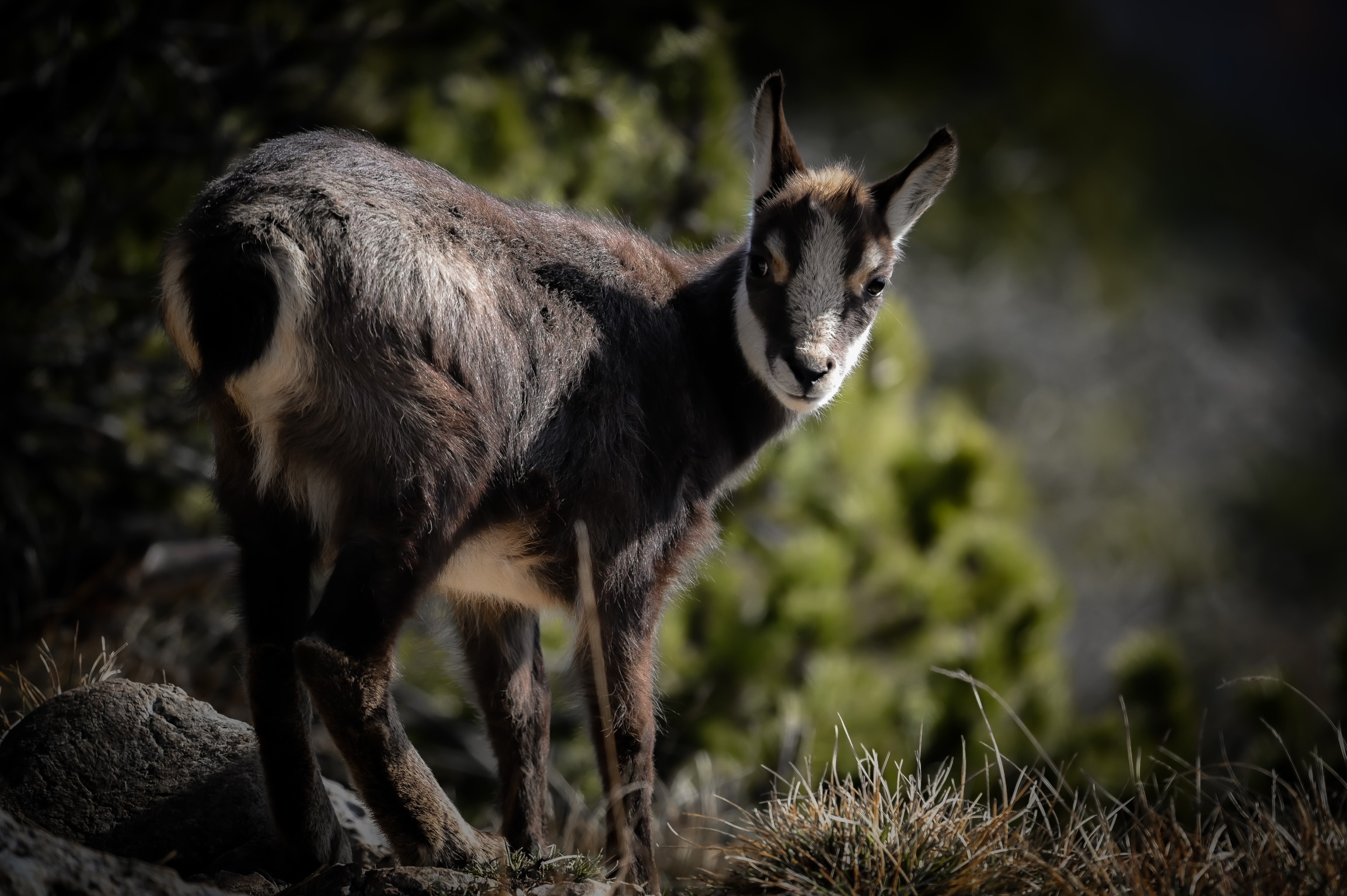 Cucciolo di camoscio
