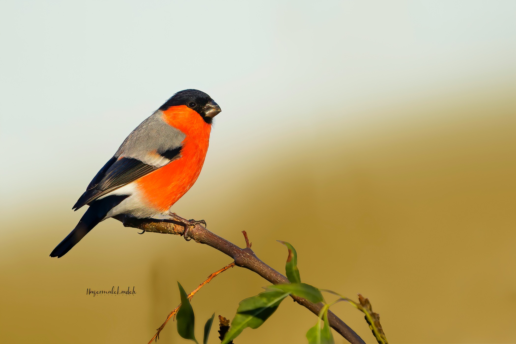 Bullfinch