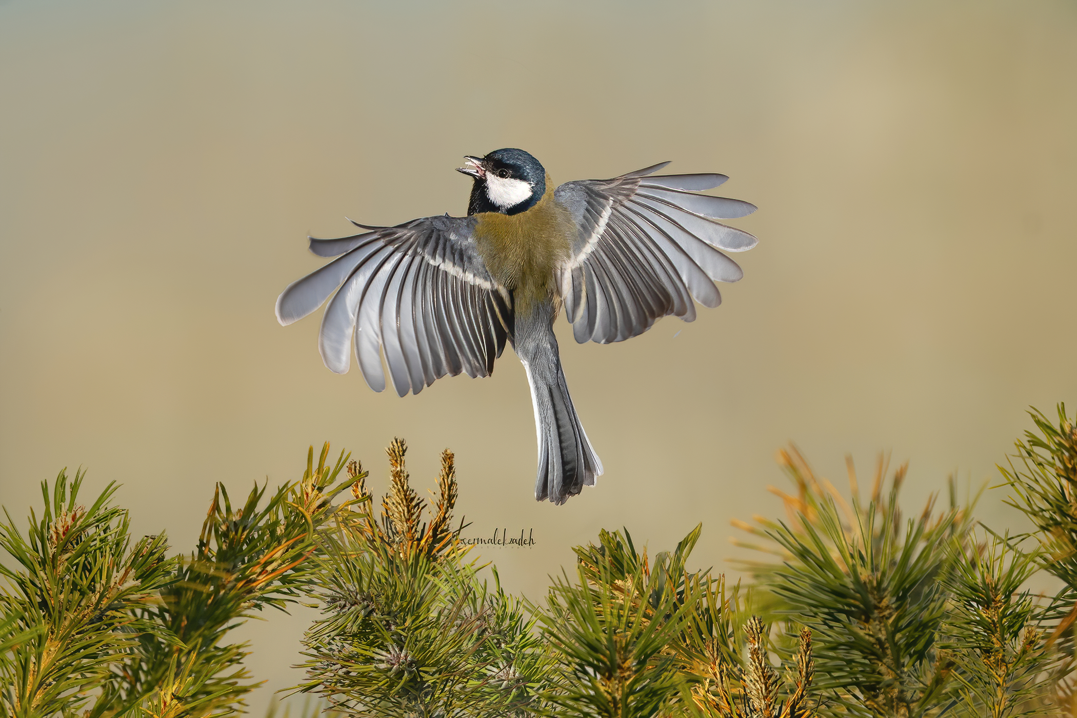 Great tit