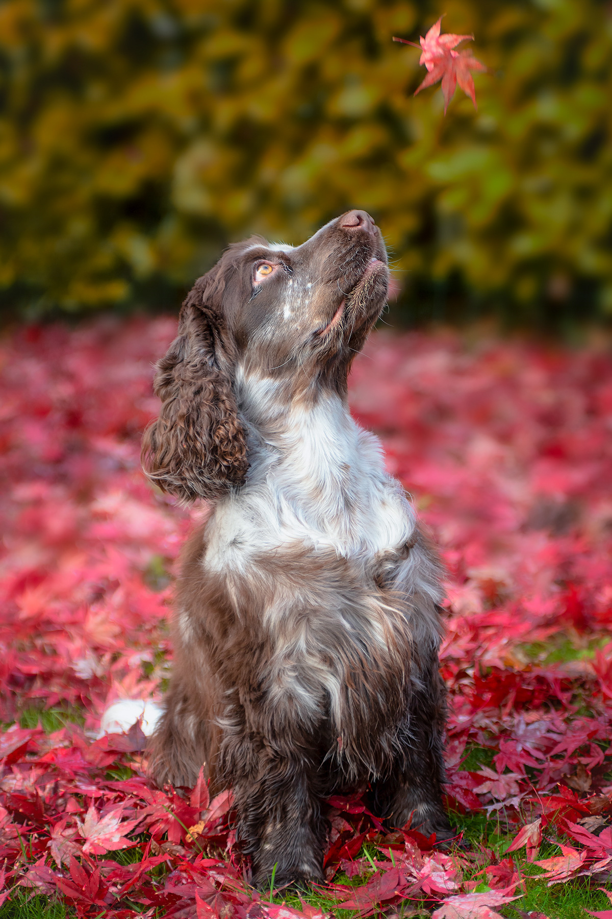 Arthur discovers autumn 1