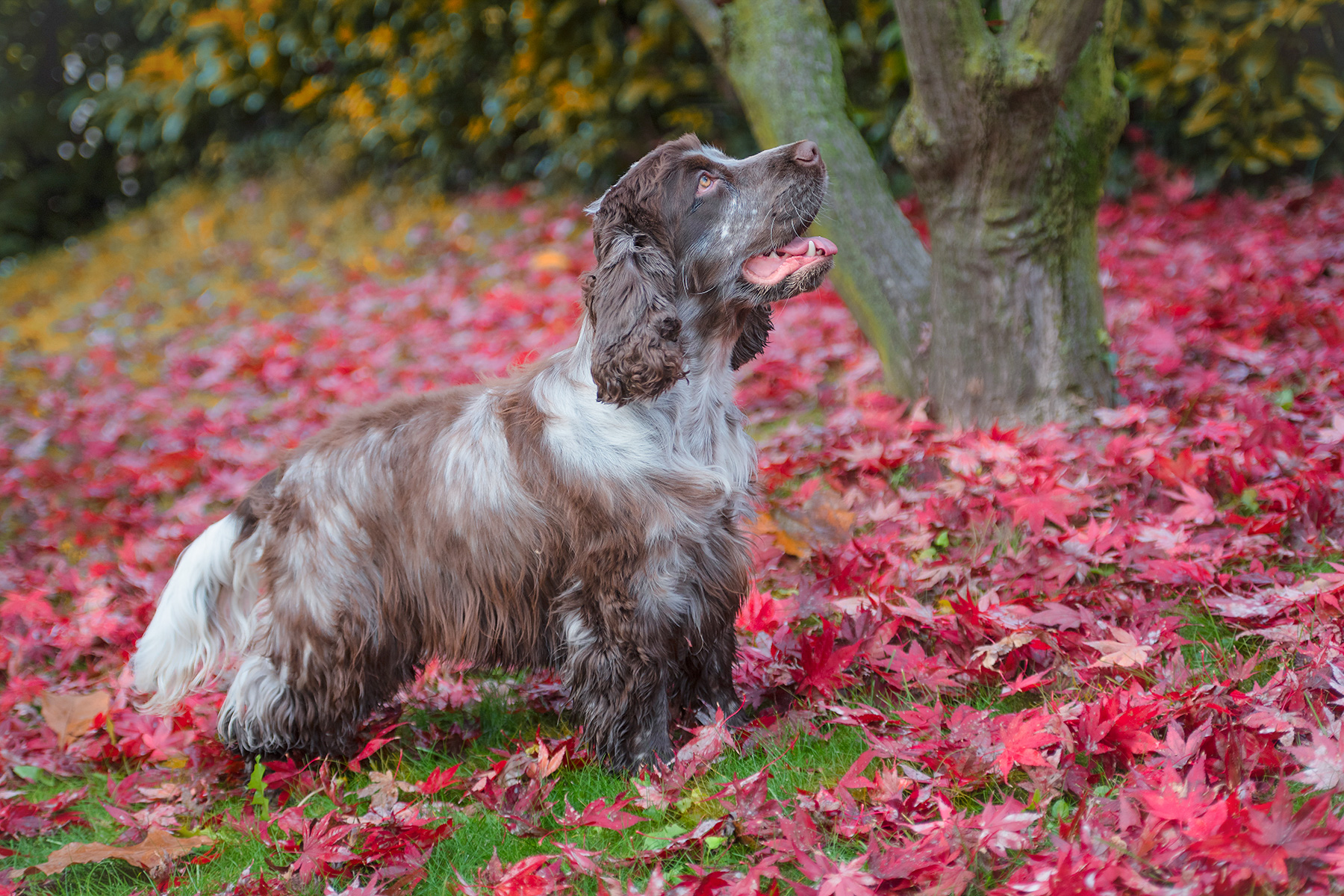 Arthur discovers autumn 2