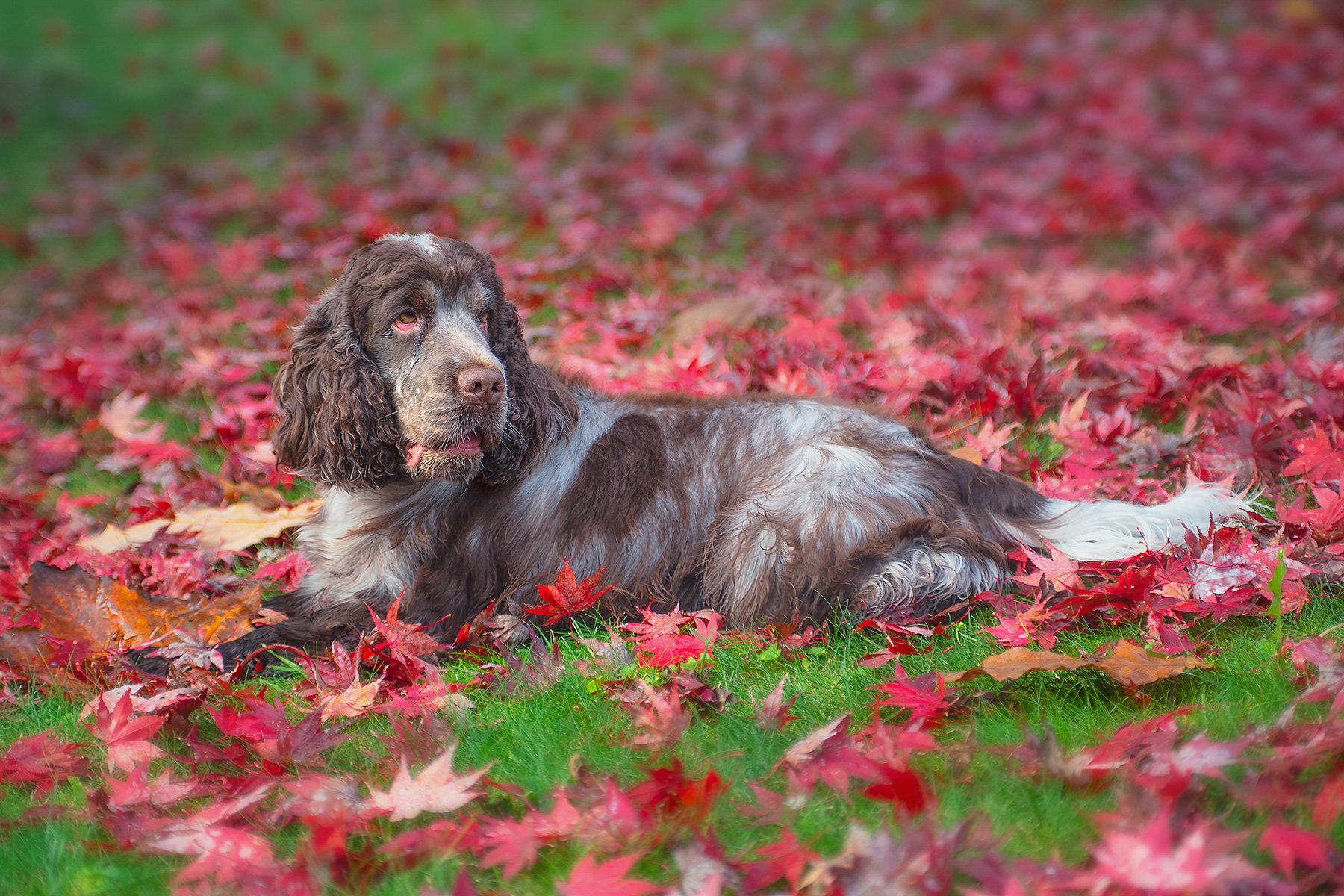 Arthur discovers autumn 4